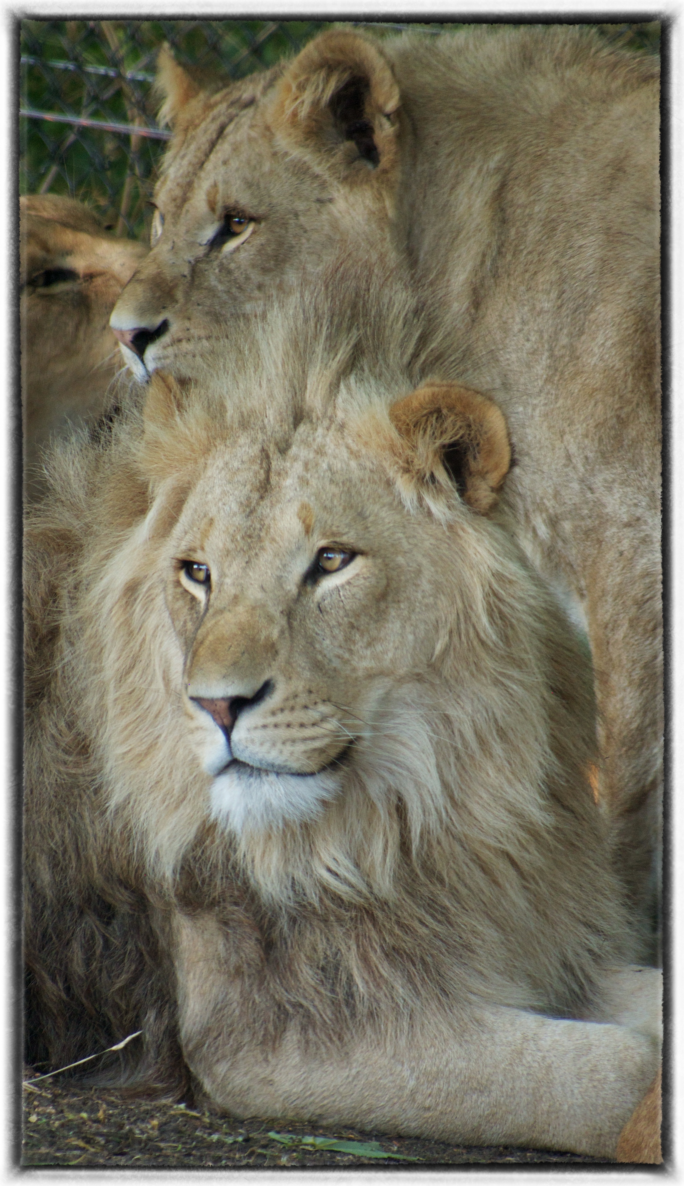    Longleat Lions, 2013 OM-D Lumix 45-200mm&nbsp;   