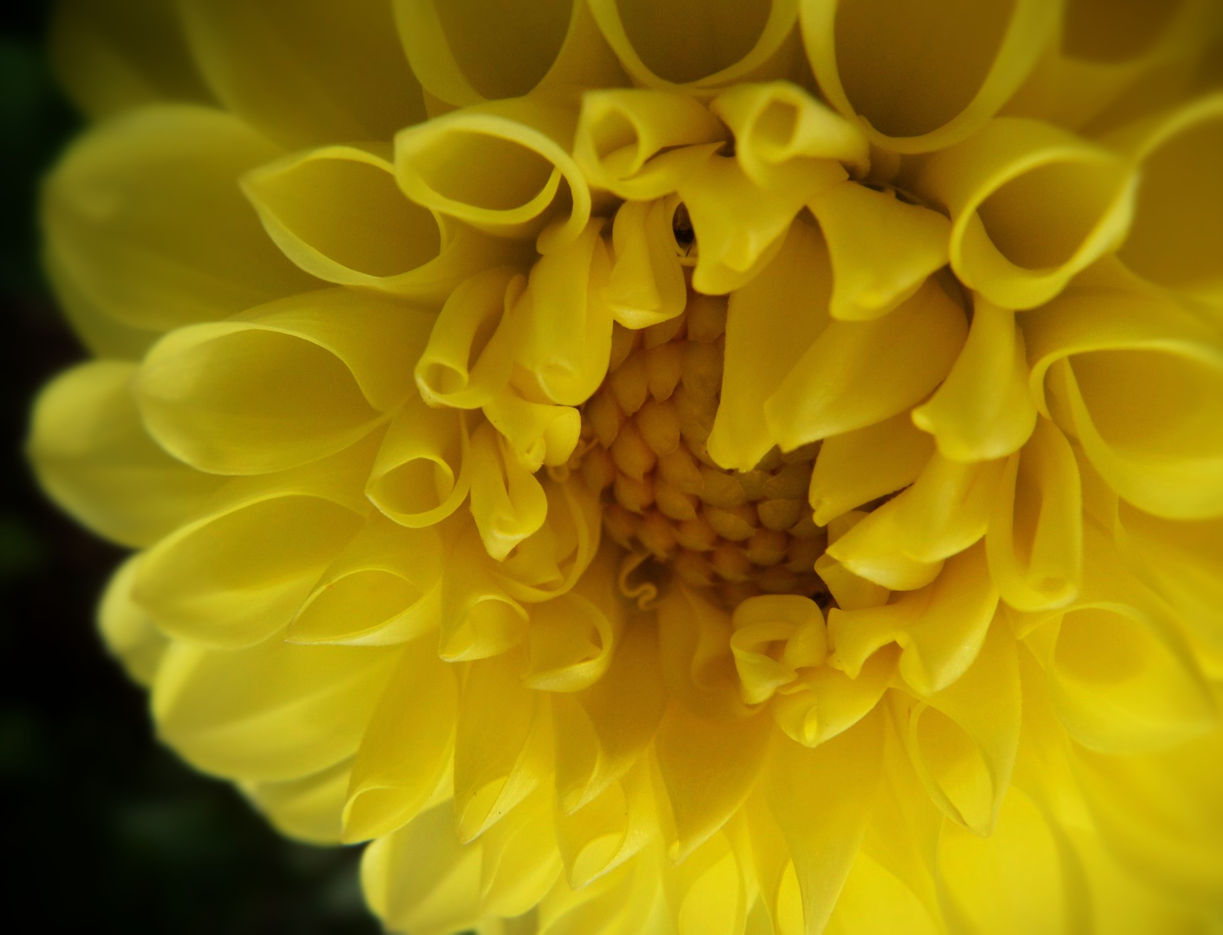 yellowdahlia.jpg