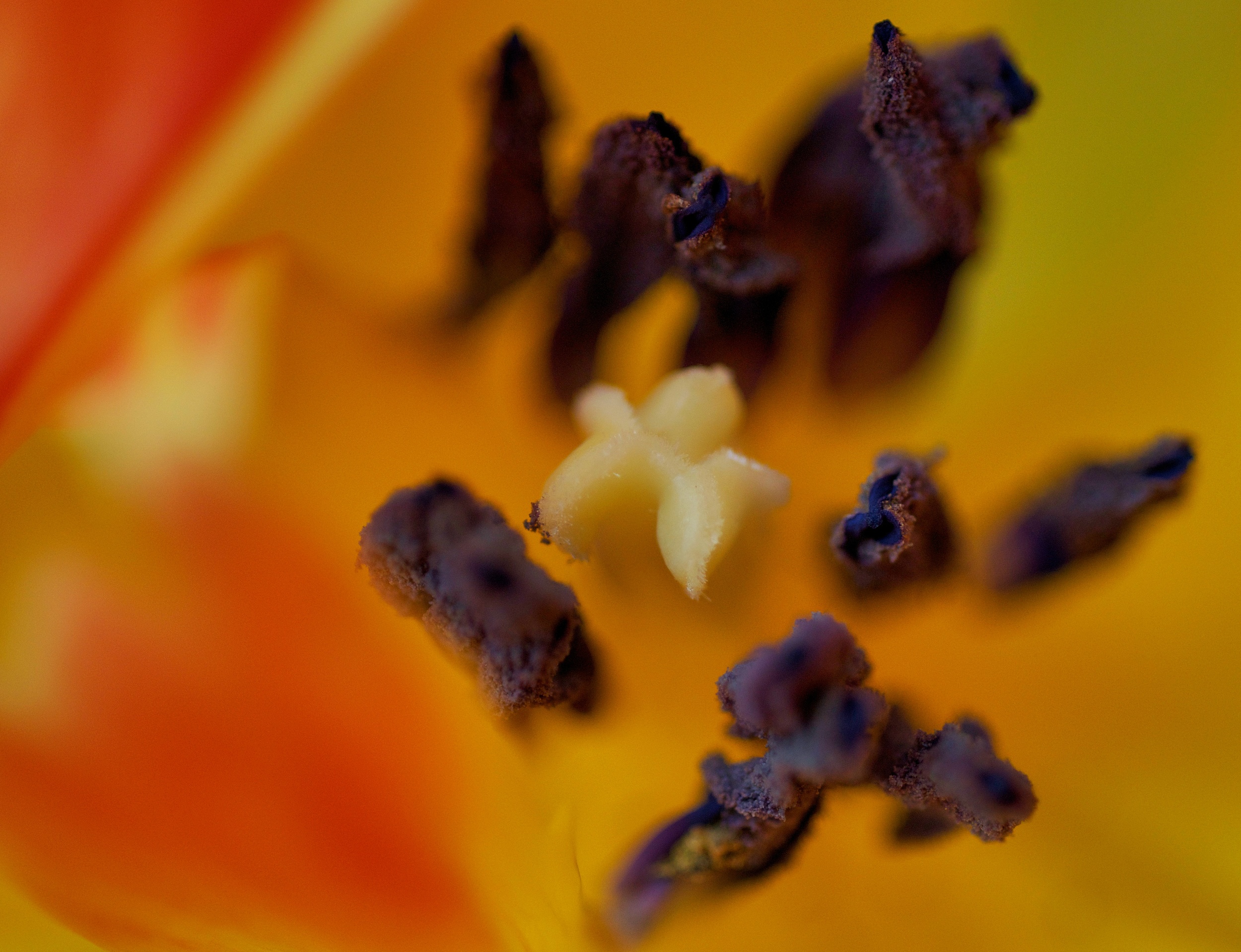 tulipinner.jpg