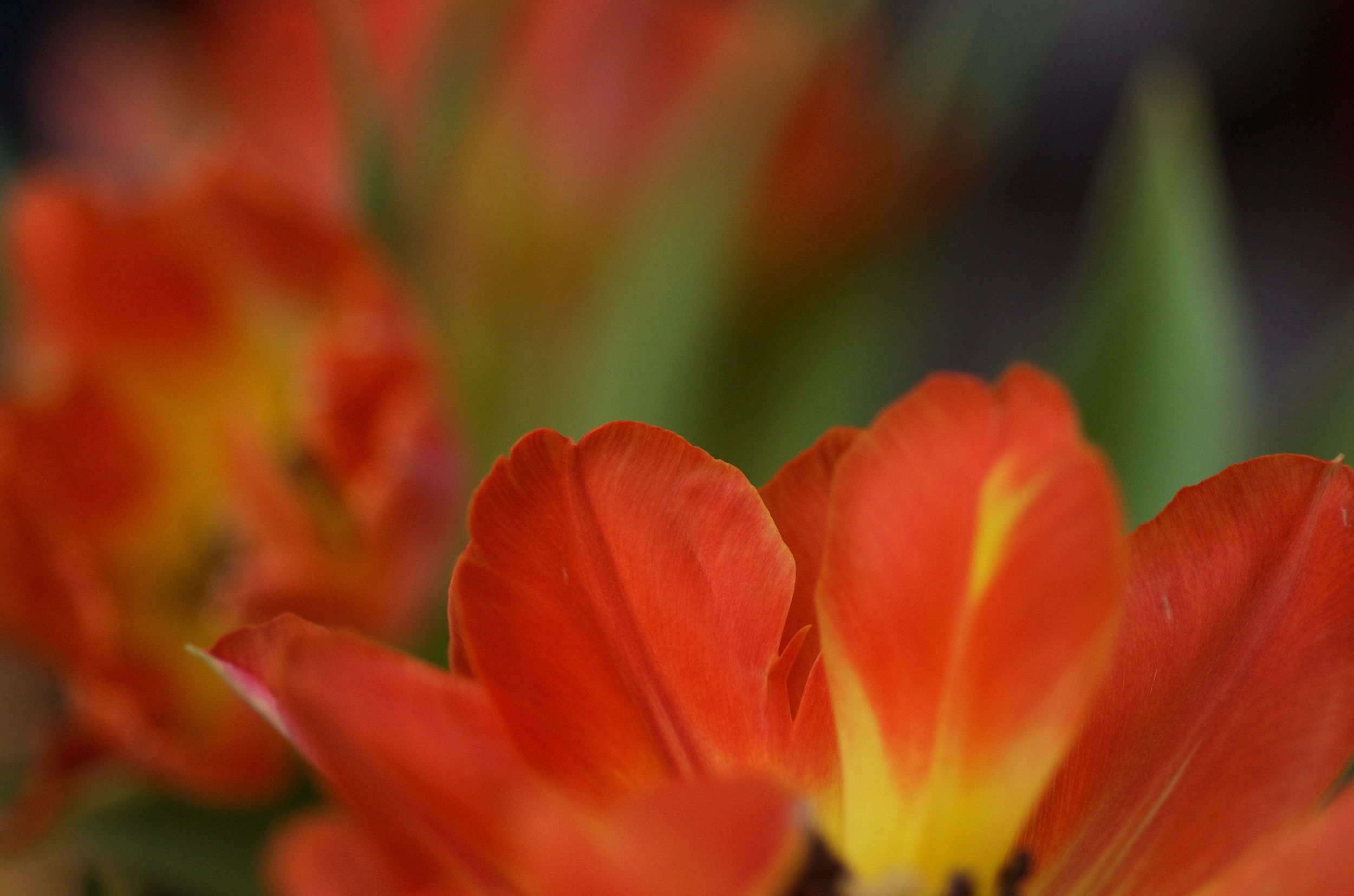 tulipetals.jpg