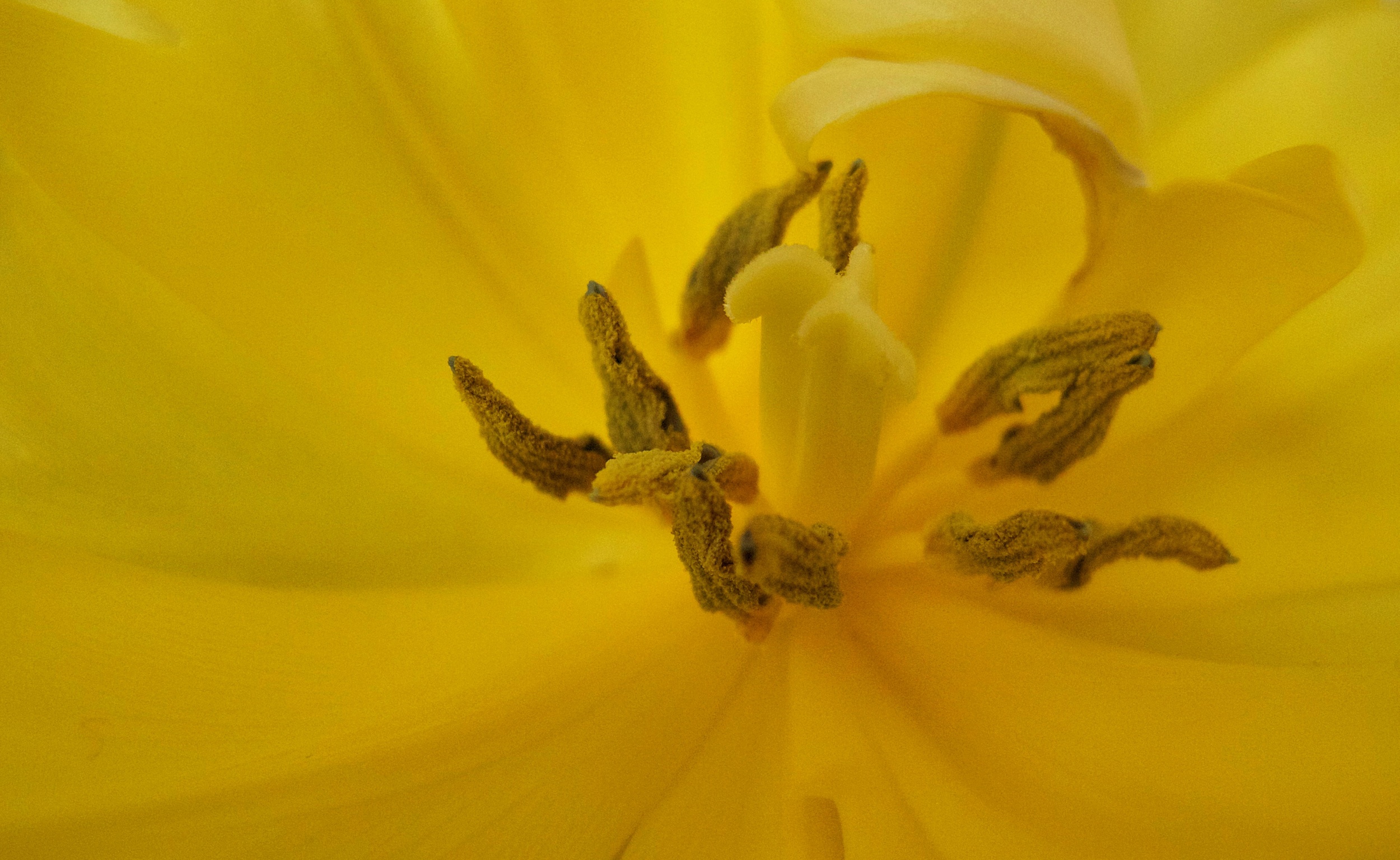tulipanzolty.jpg