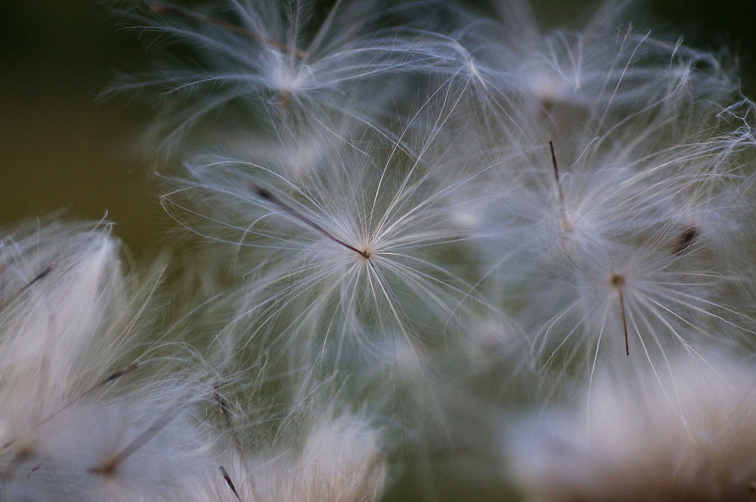     Thistle Hair   