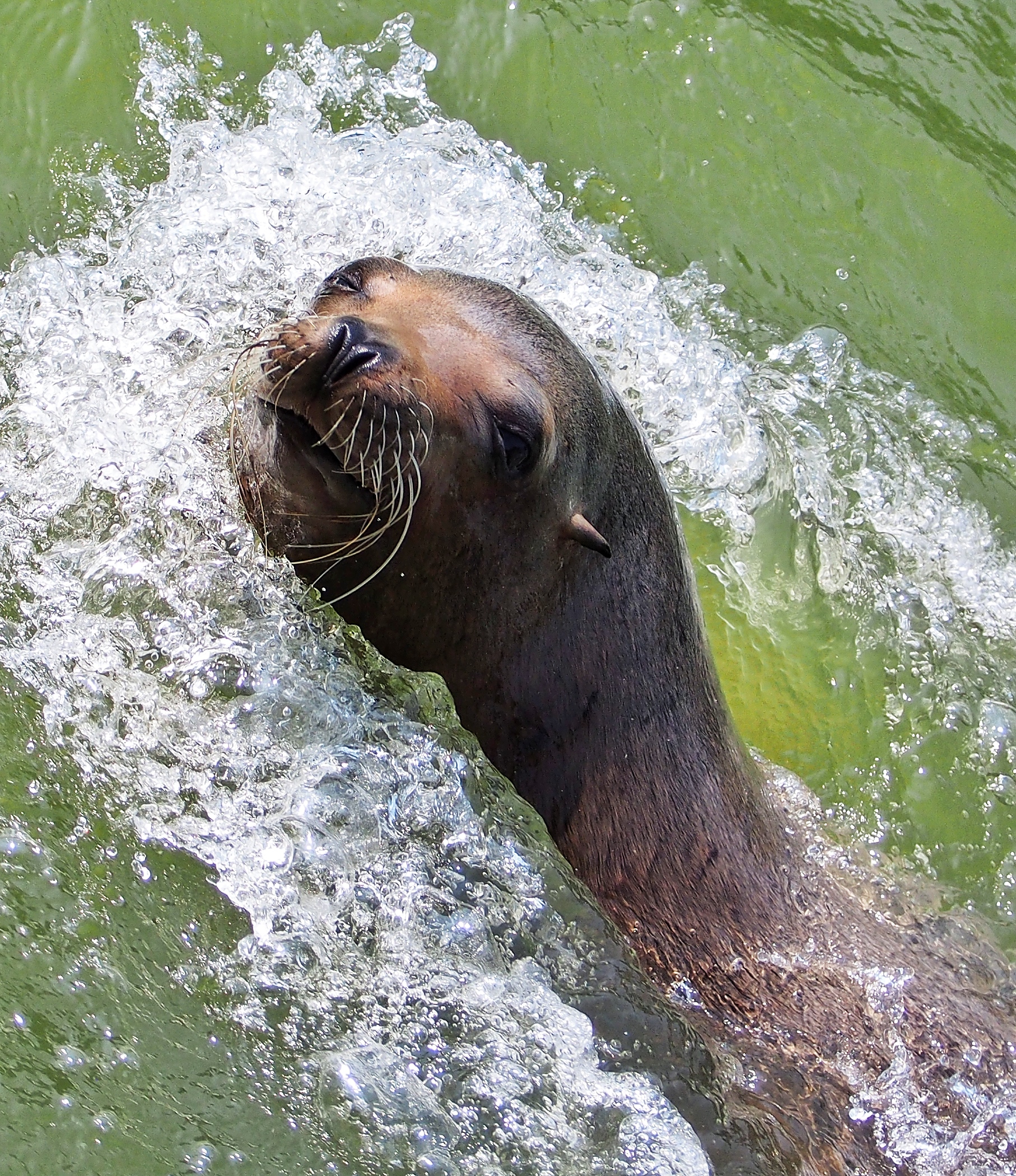    Longleat 2013   