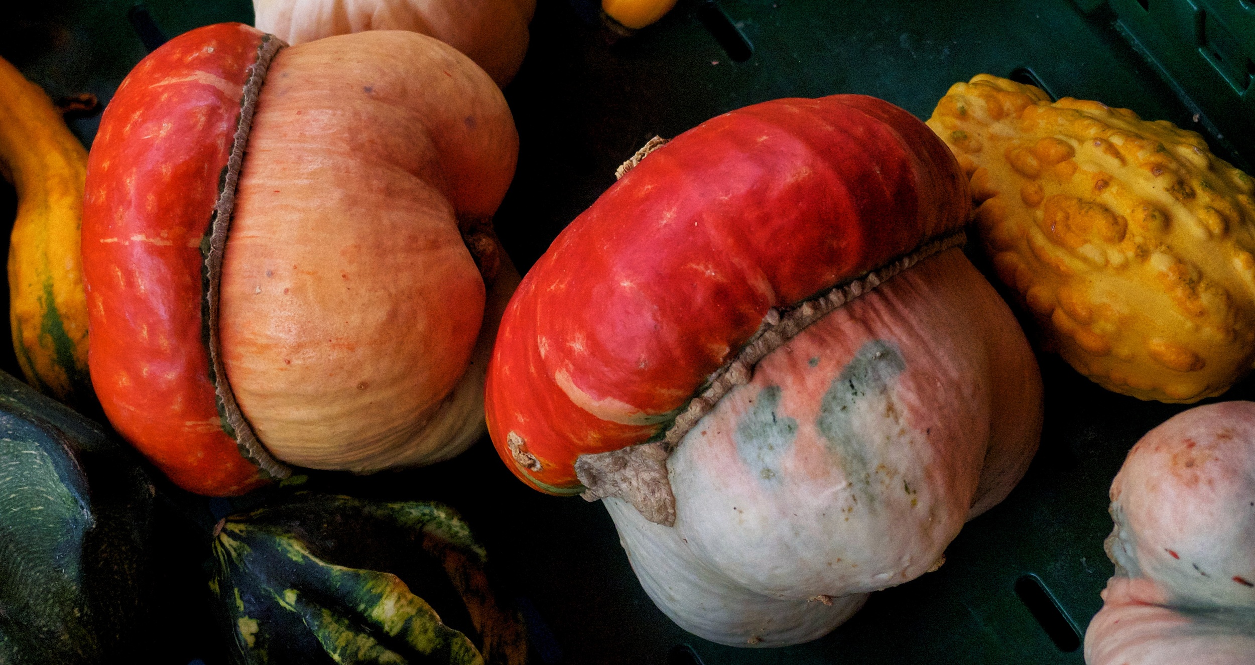    Not fungi or magic acorns: Kronberg Market marrows   