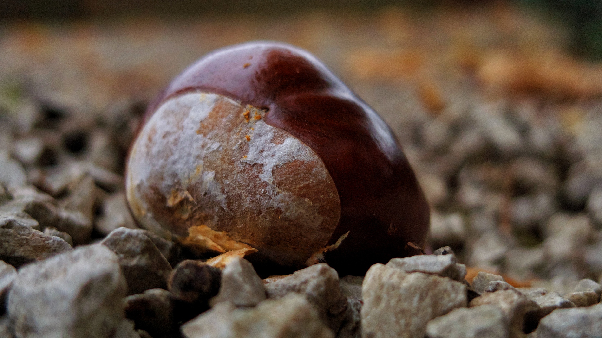 Kronberg: Friedhof 'conker' 