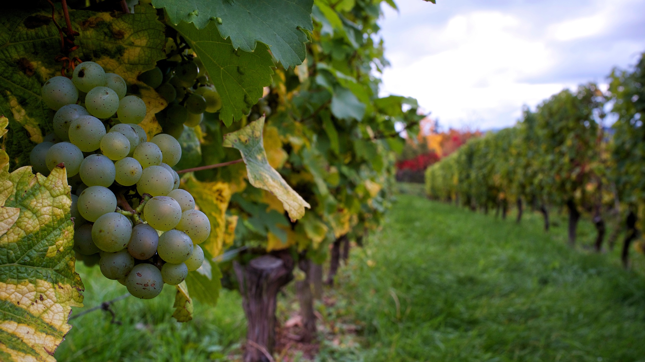 Johannisberg's vines