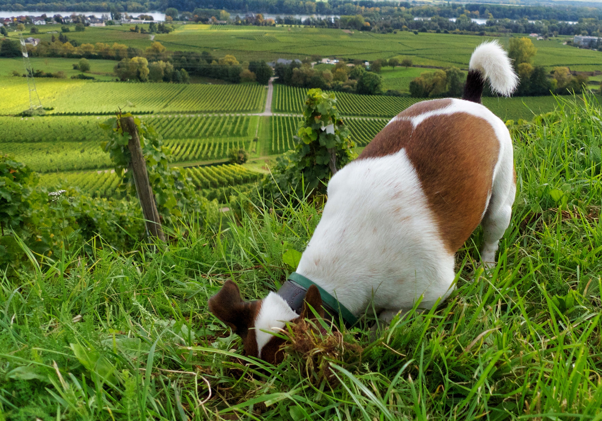    "Where did I bury that 2011 Trockenbeerenauslese?"   