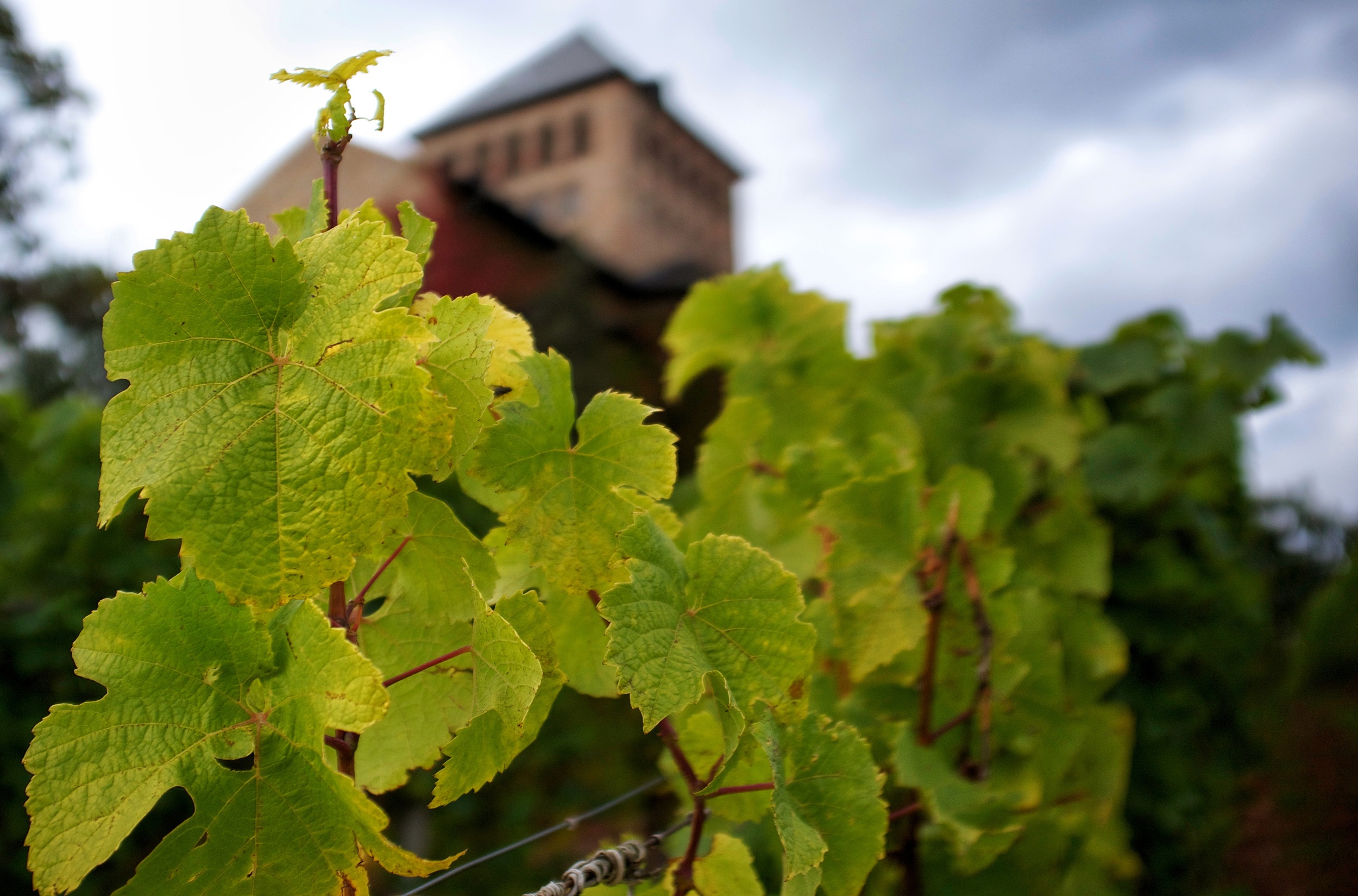    The Basilika and vines   