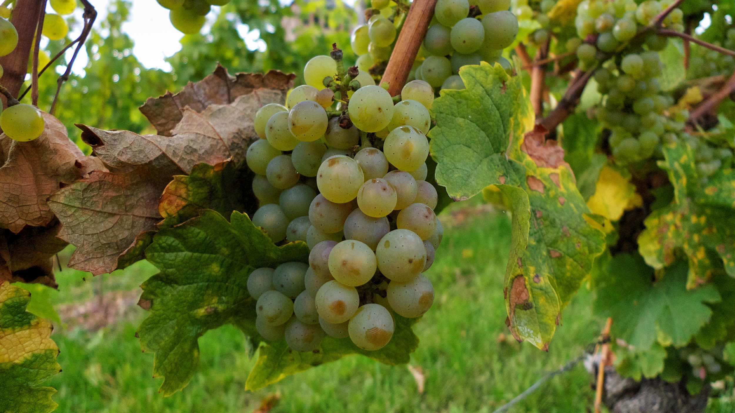 More Johannisberg wine
