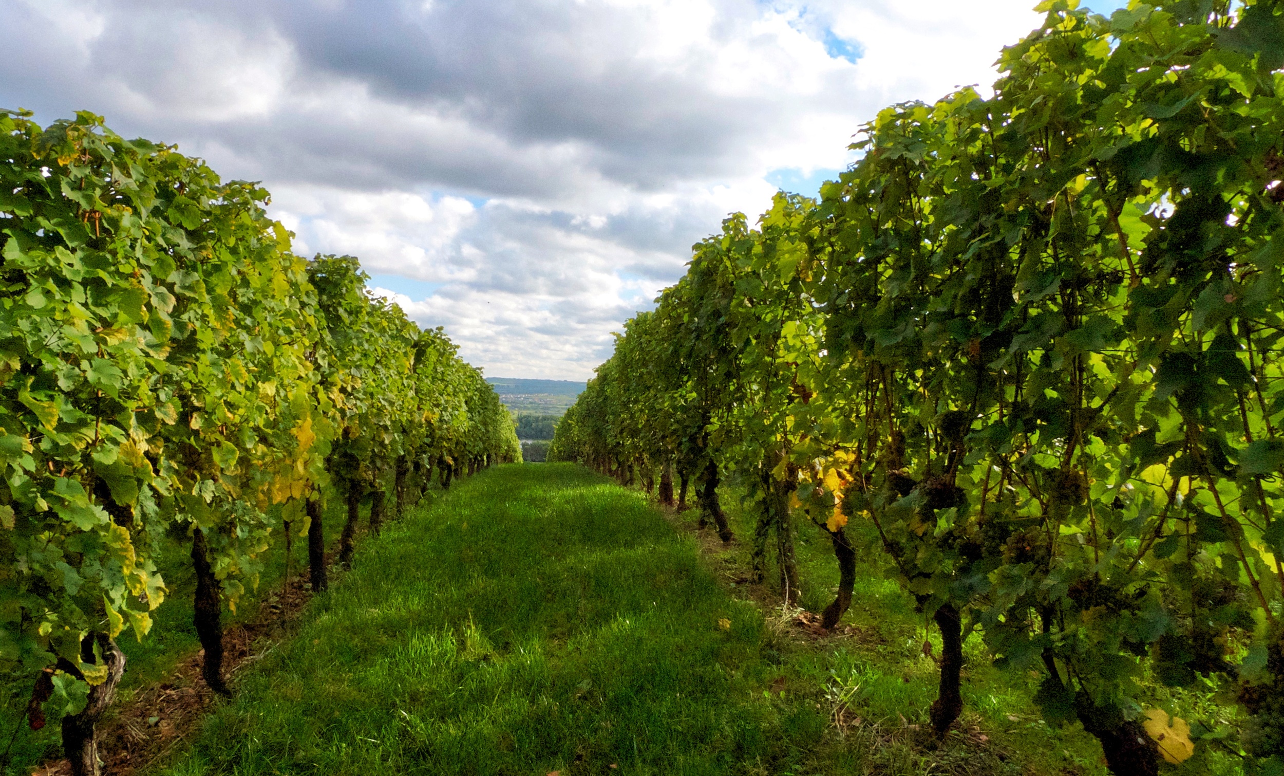 Riesling Avenues to the Rhine