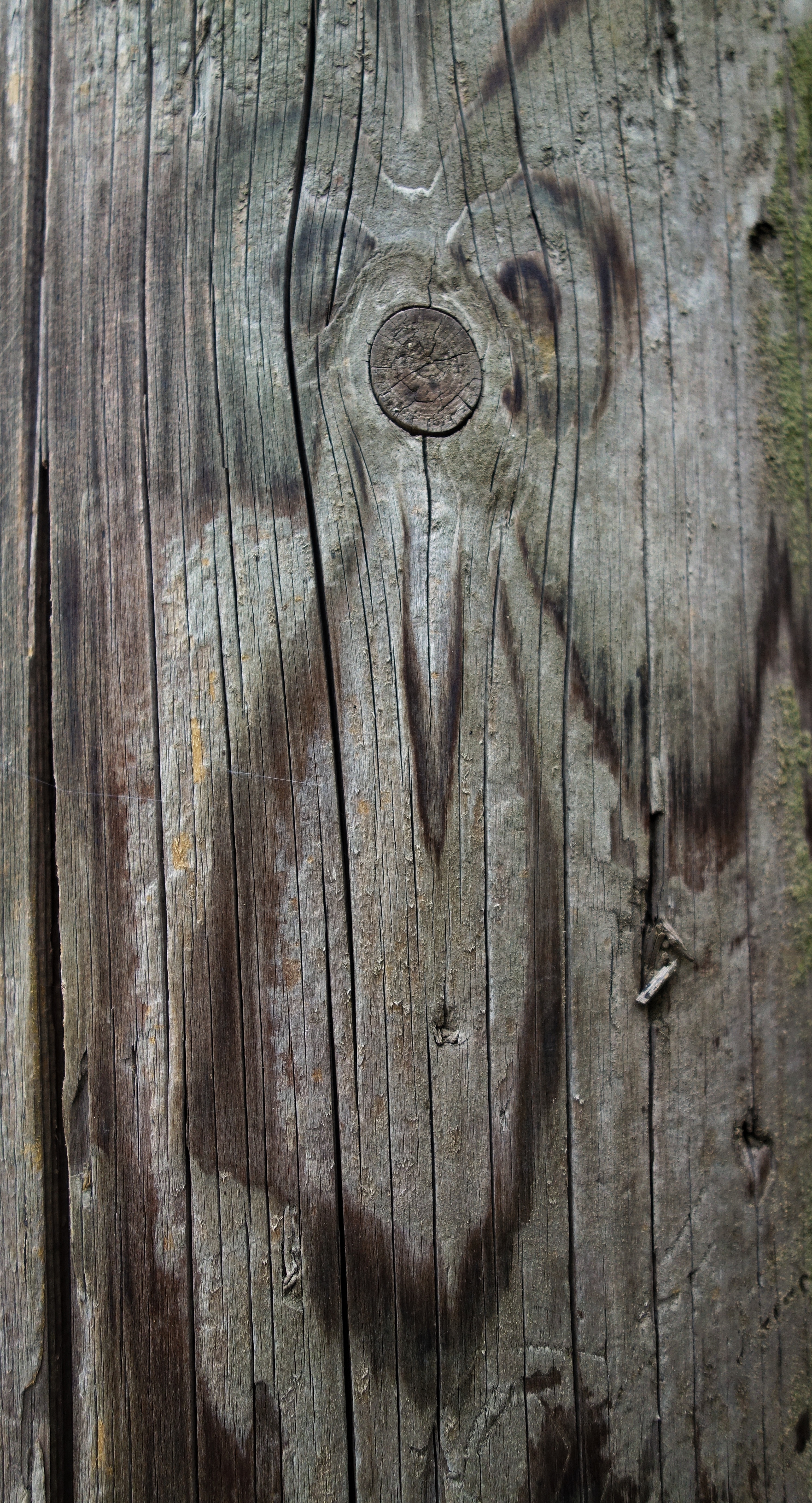    Telegraph pole Meerkat   