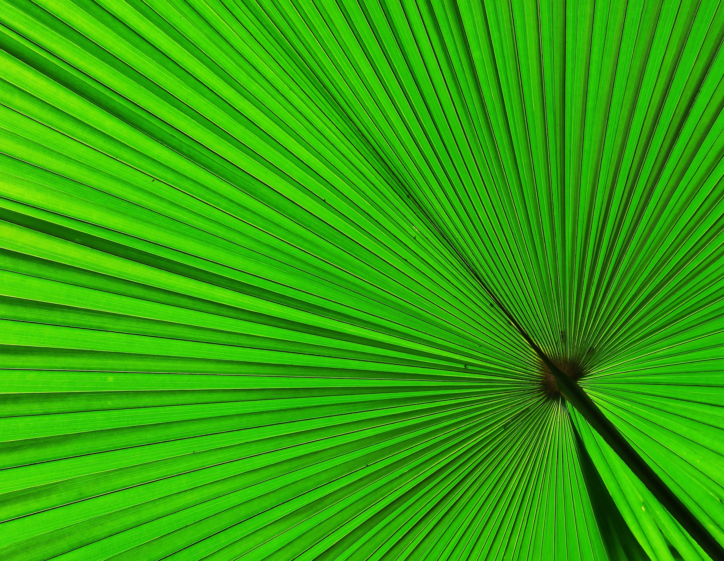    Palmate Palm Frond   