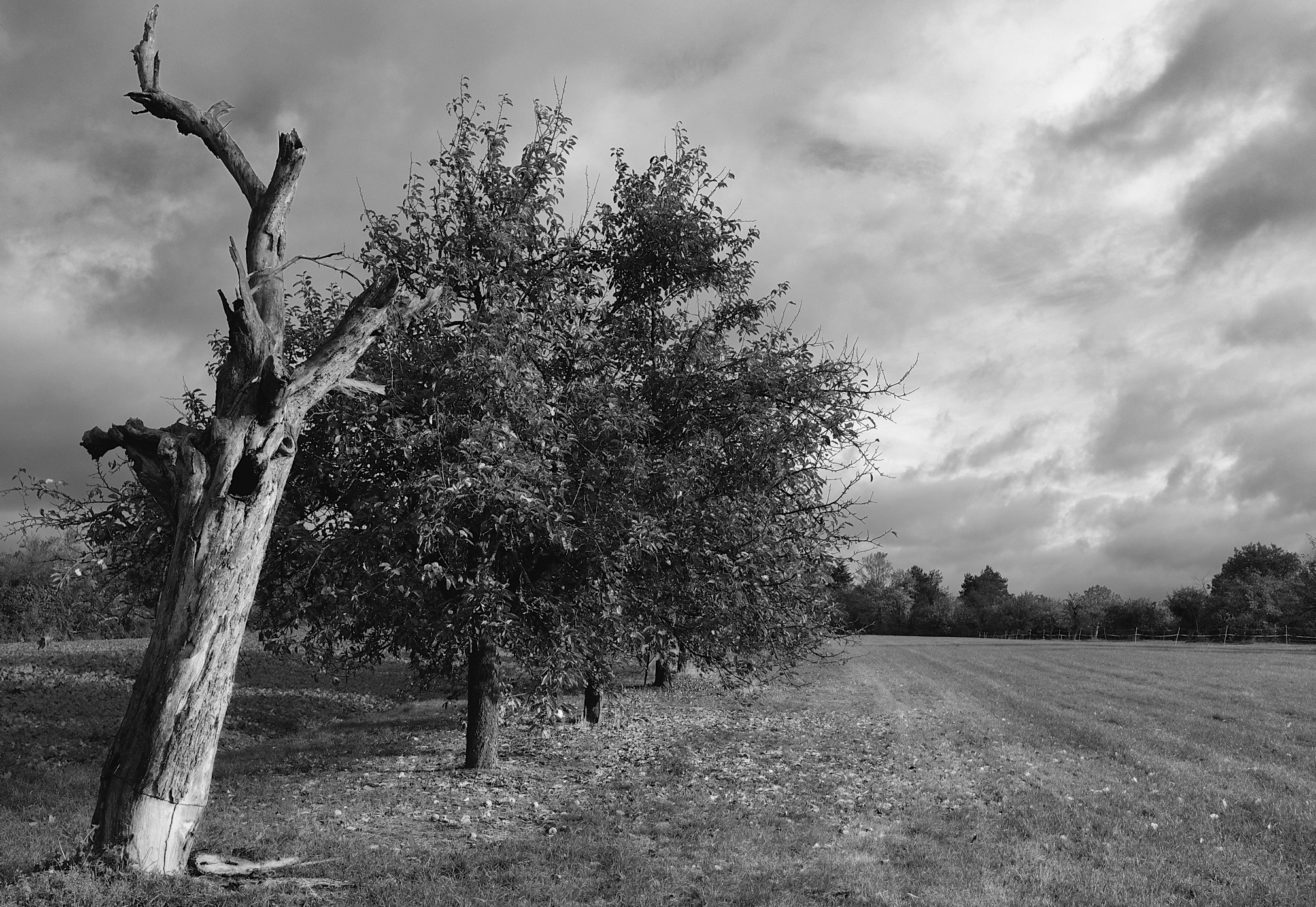    Kronberg -Schönberg: before the fall……   