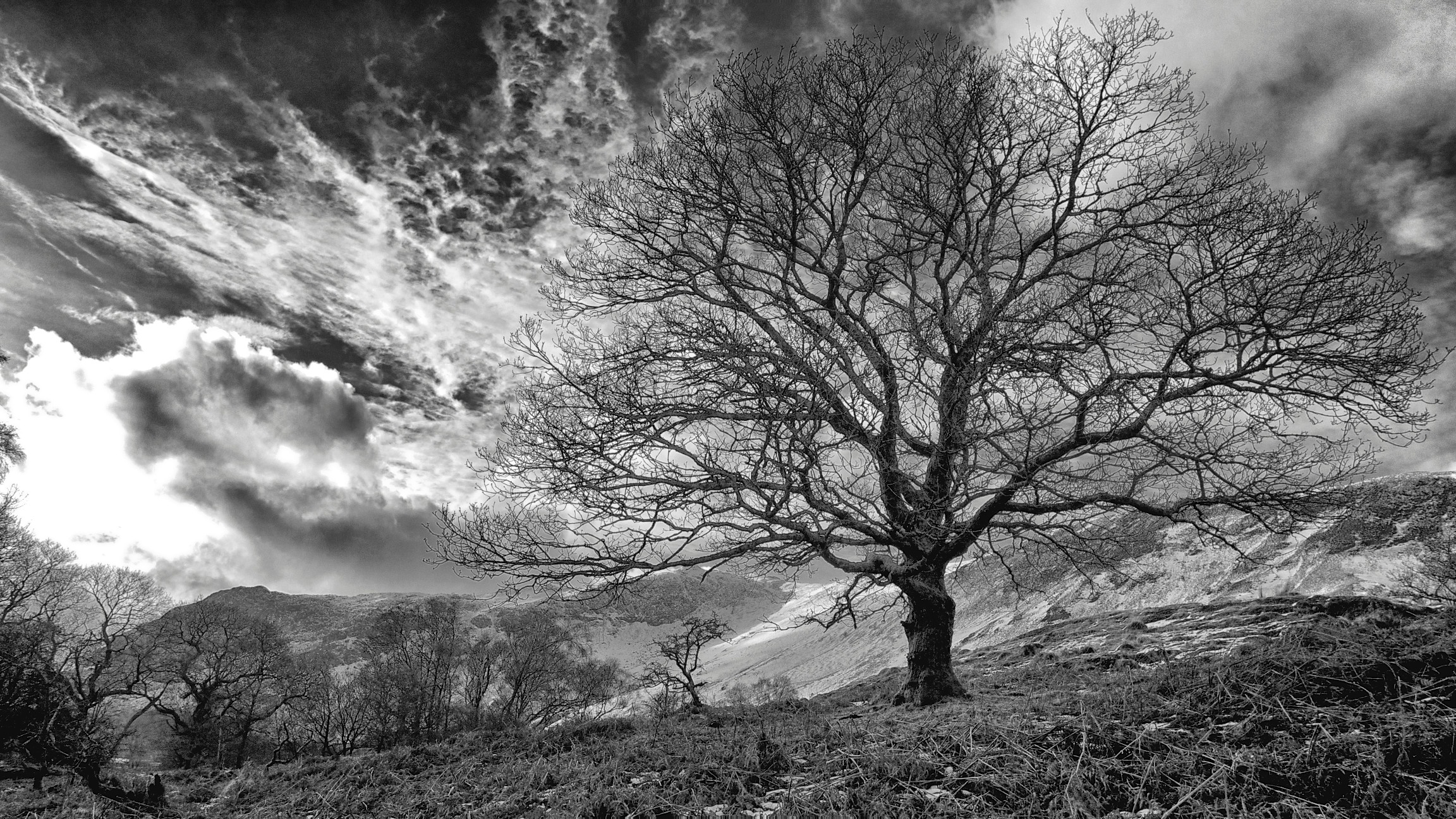    'Charlie's Tree', Derwentwater   