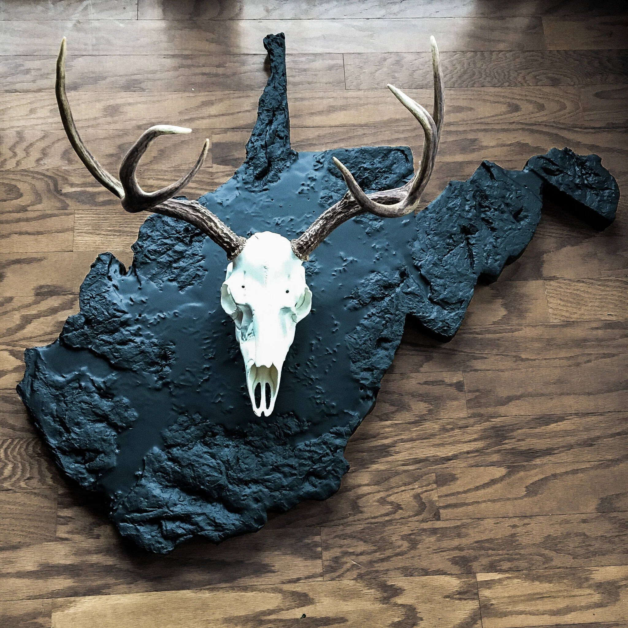 West Virginia European Deer Mount 