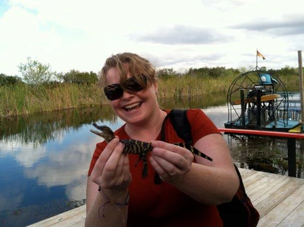Baby alligator in the Everglades.