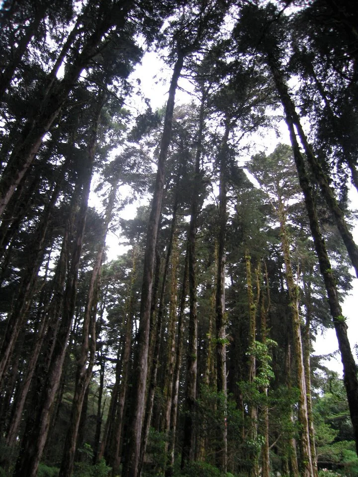 Cyprus trees in Costa Rica