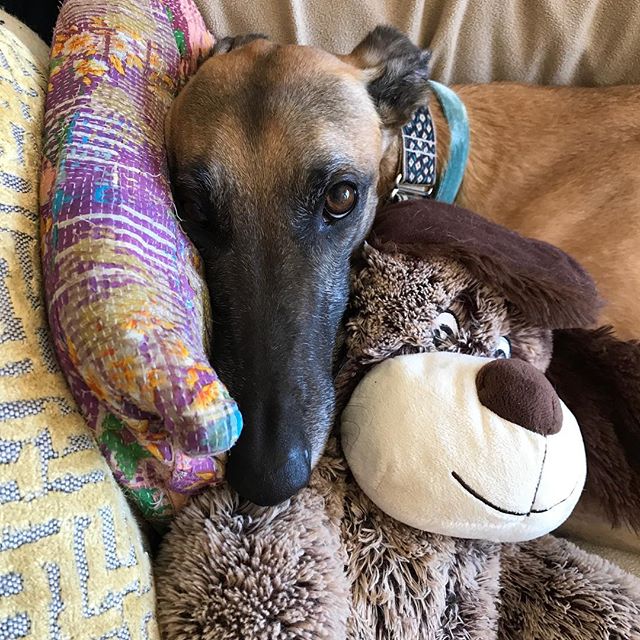 Luz showing off his skills which include relaxing on the couch and playing with toys.