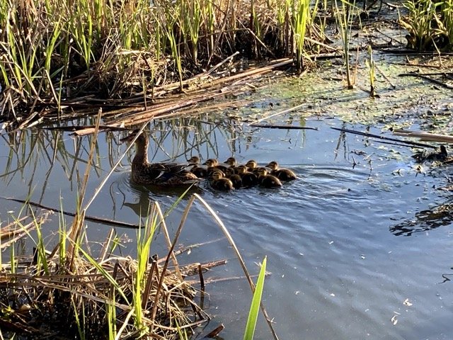 IMG_2761 Medium.jpeg