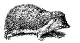 hedgehog.jpg