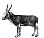 oryx.jpg
