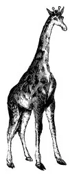 Giraffe.jpg