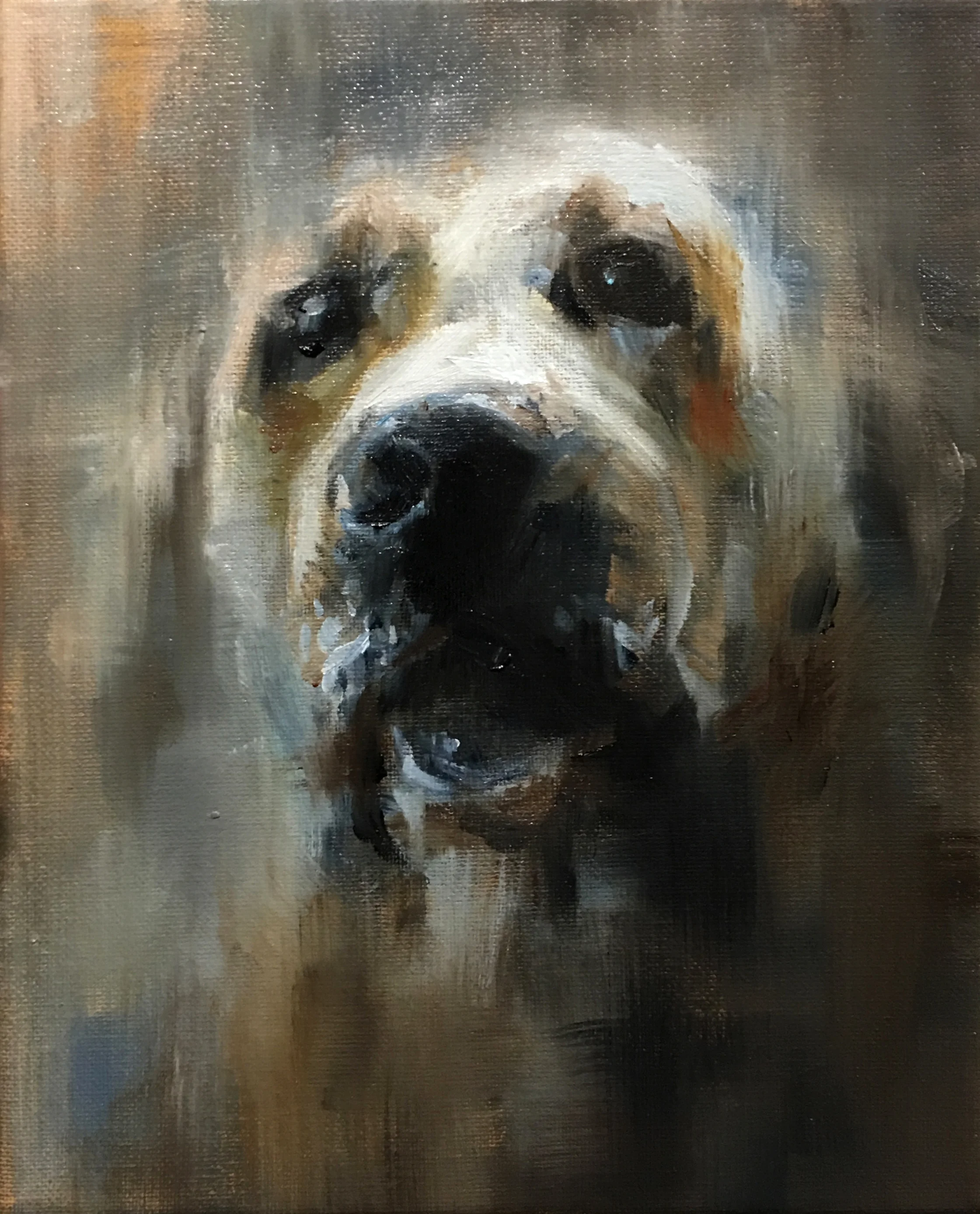 Labrador