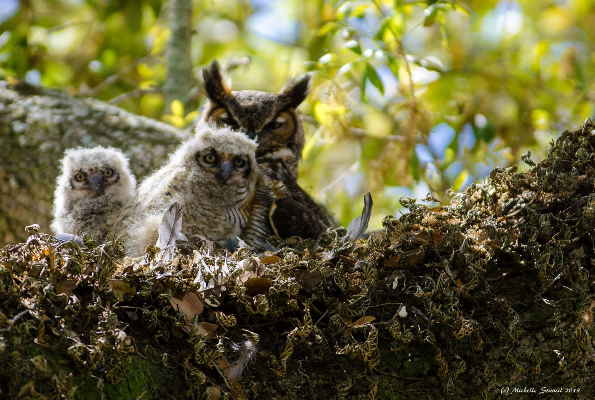 Owls April 2013.jpg