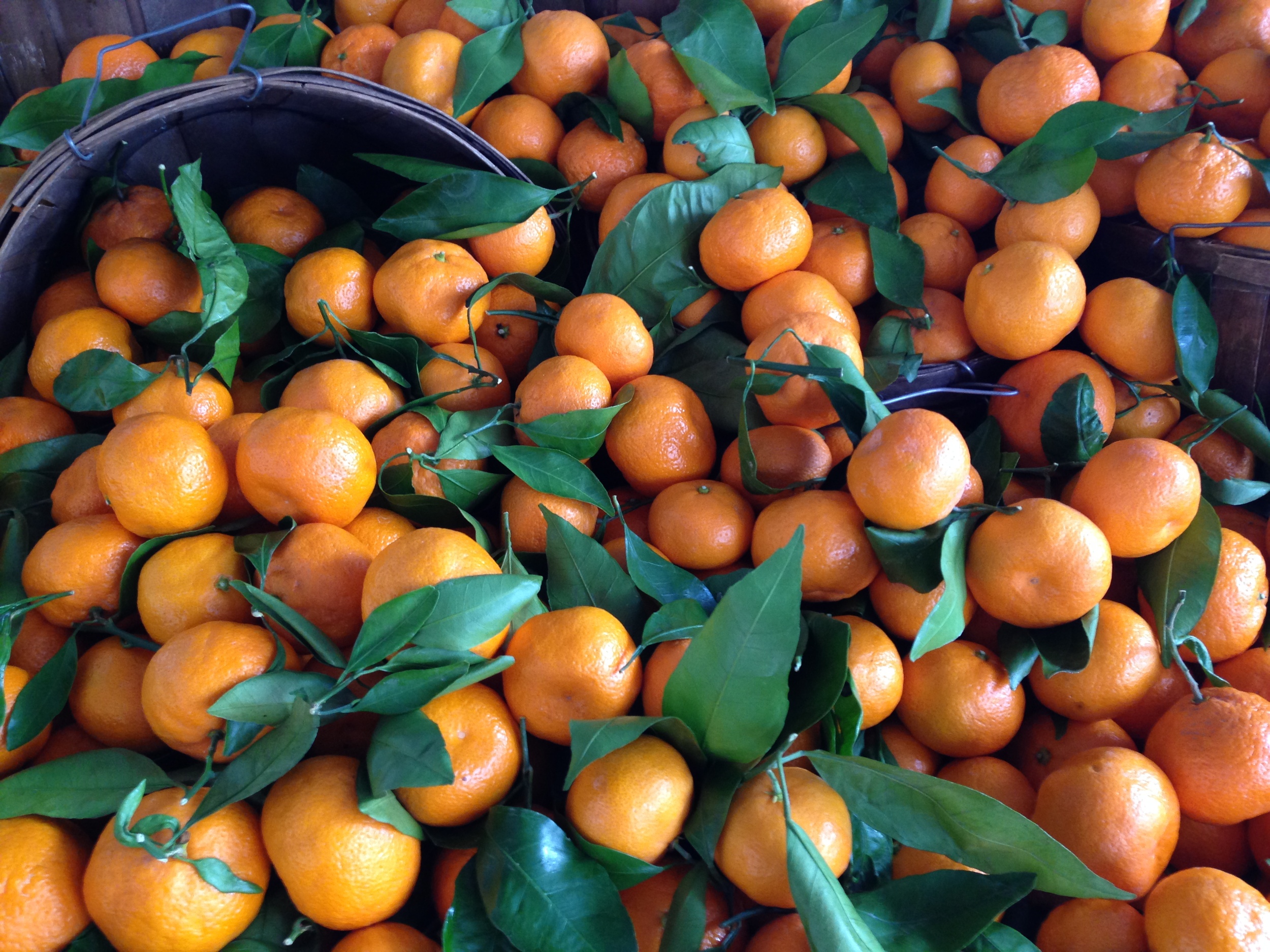 Fresh Mandarin Oranges from the Brentwood Farmers Market