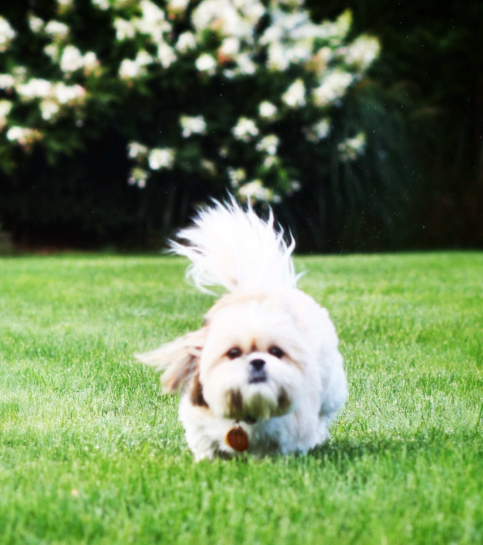 Cinnamon at 6 months old. Photo credit: Michael Jurick Photography