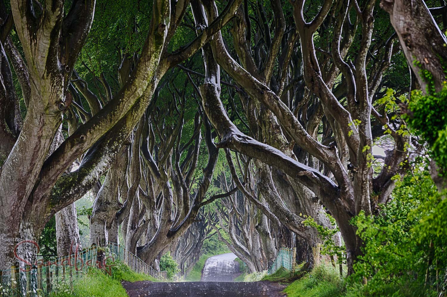 The Dark Hedges