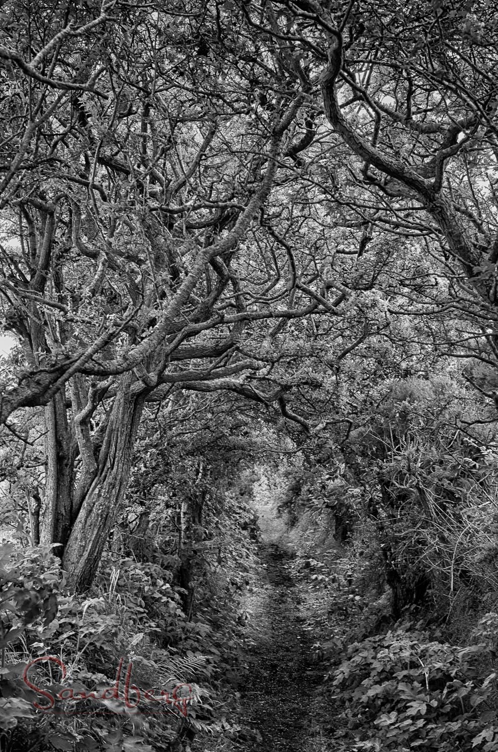 Ballynoe Stone Circle and Tree Tunnel