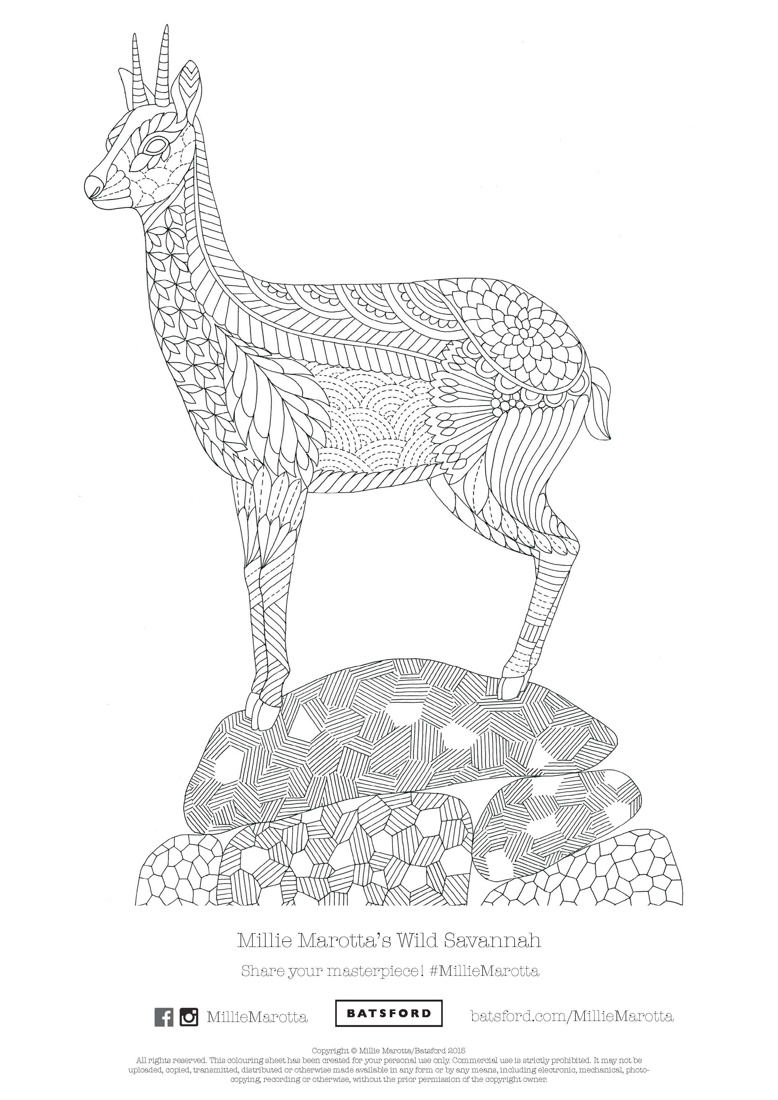 Millie Marotta Illustrator Articles Of Antiquity