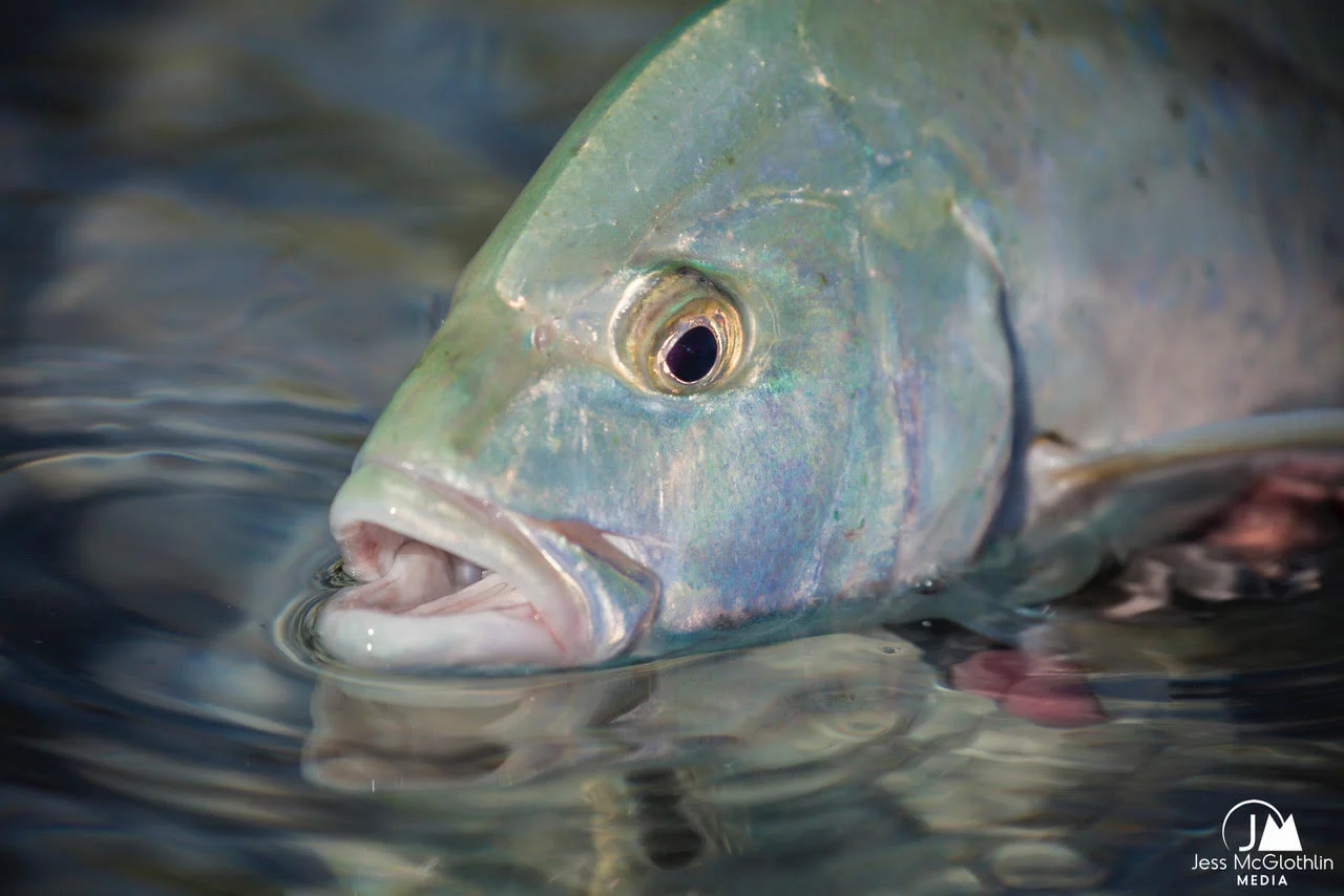 Jess McGlothlin, Fly Fishing 