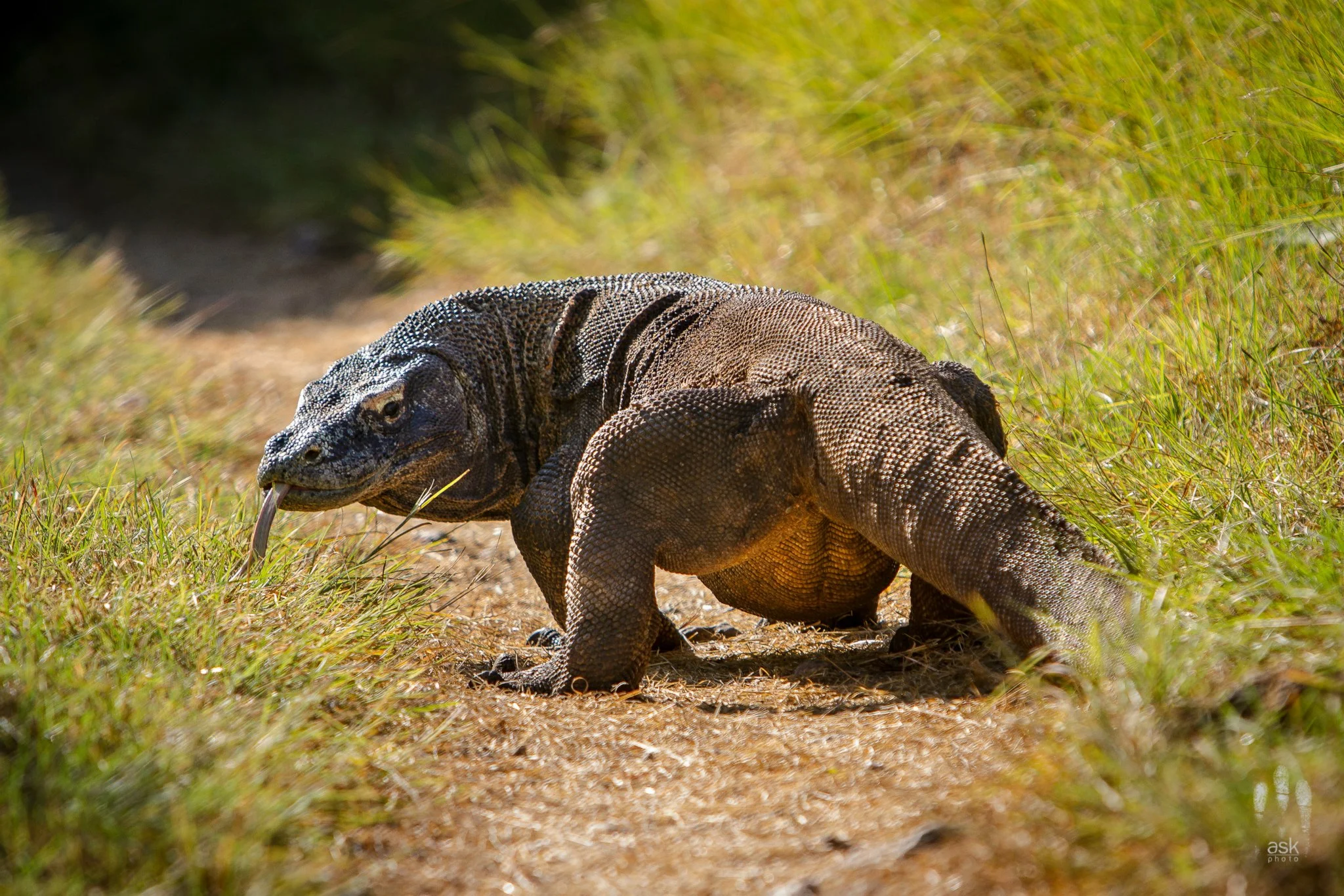 Komodo Dragon ( Varanus komodoensis ). Rinca Island, Indonesia, 2013. Photo by Angus Kennedy.