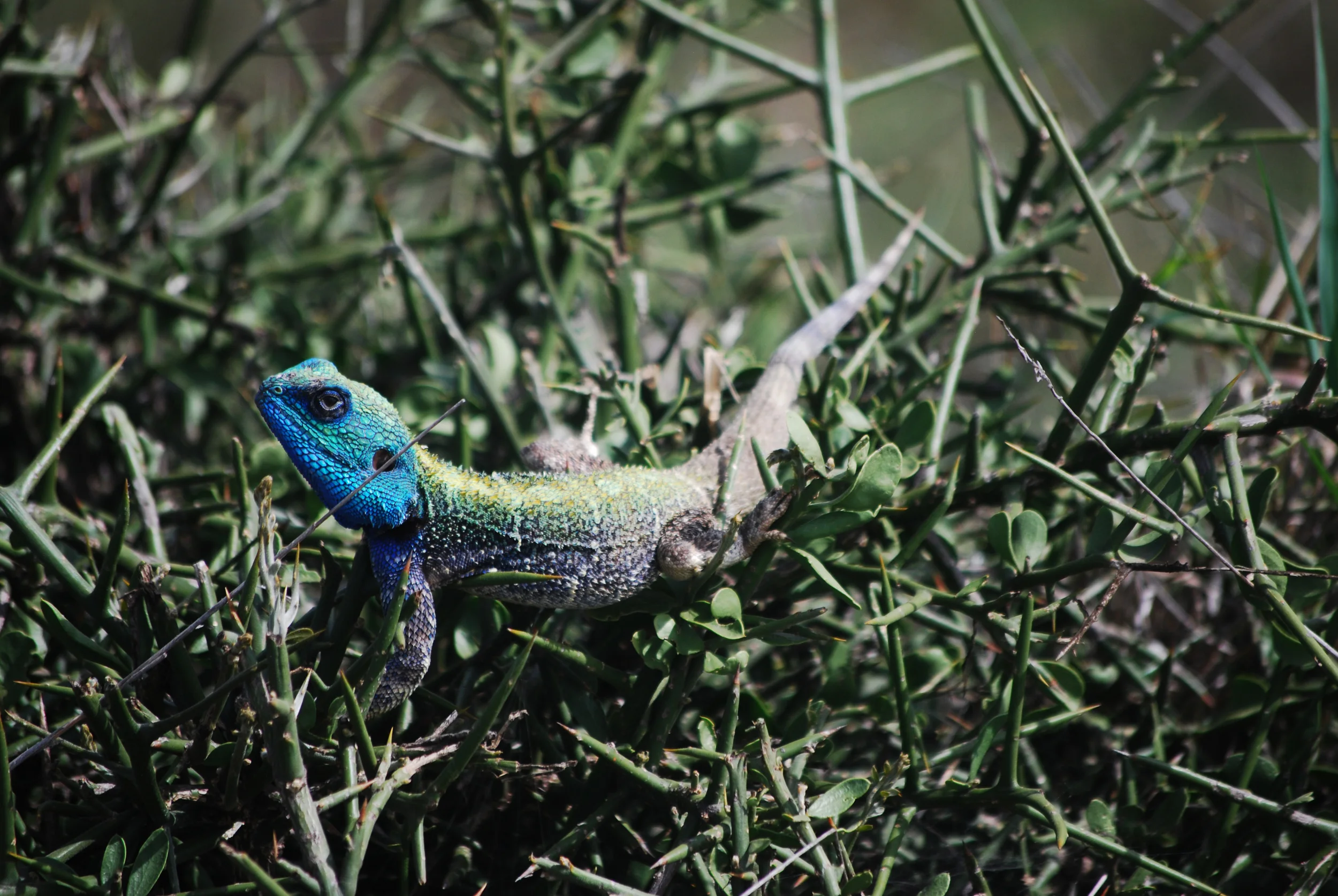 Blue-headed Tree Agama (Acanthocercus atricollis). Nairobi National Park, Kenya, 2013.