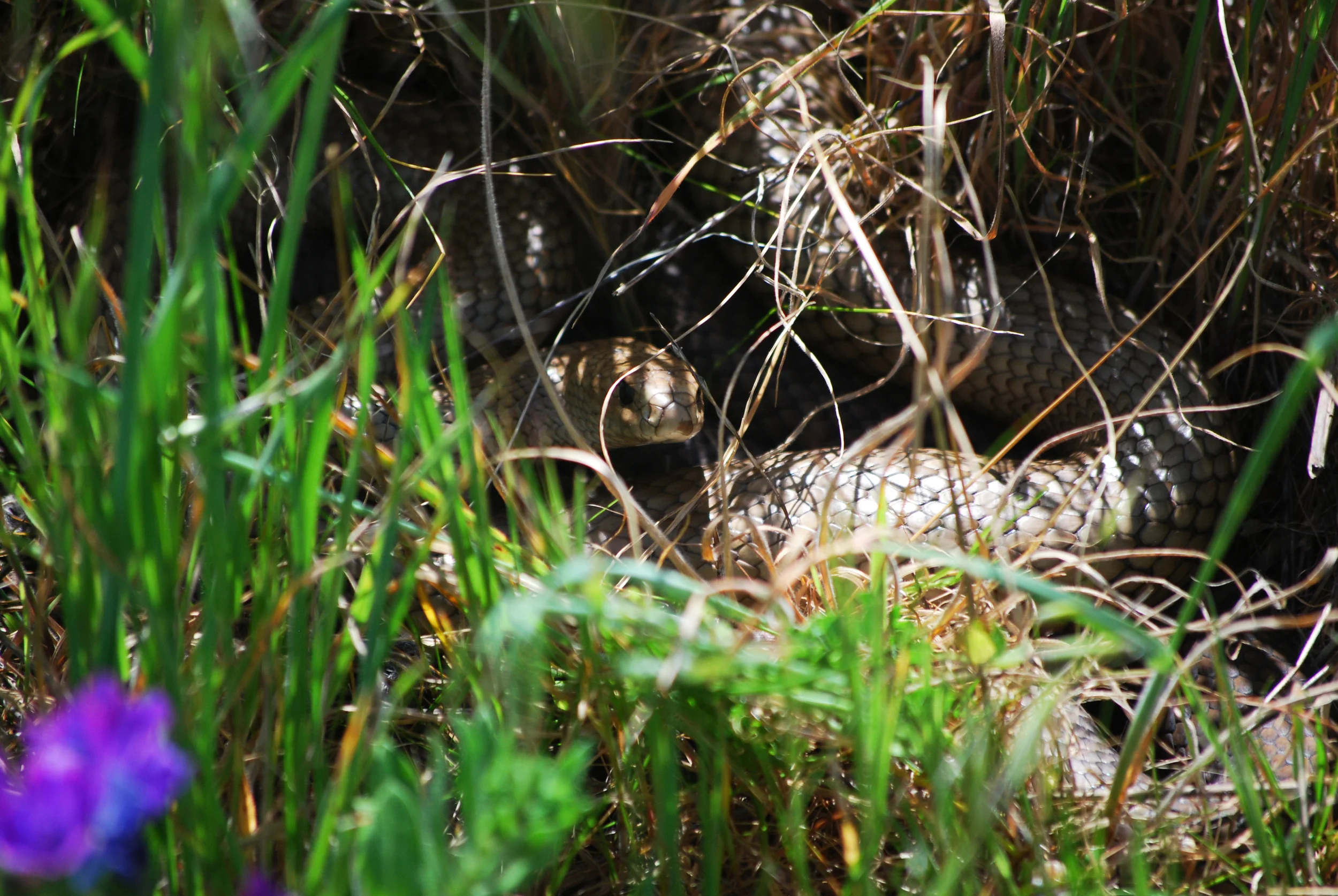 Mating pair of Eastern Brownsnakes ( Pseudonaja textili s). Near Burra, South Australia, 2011.