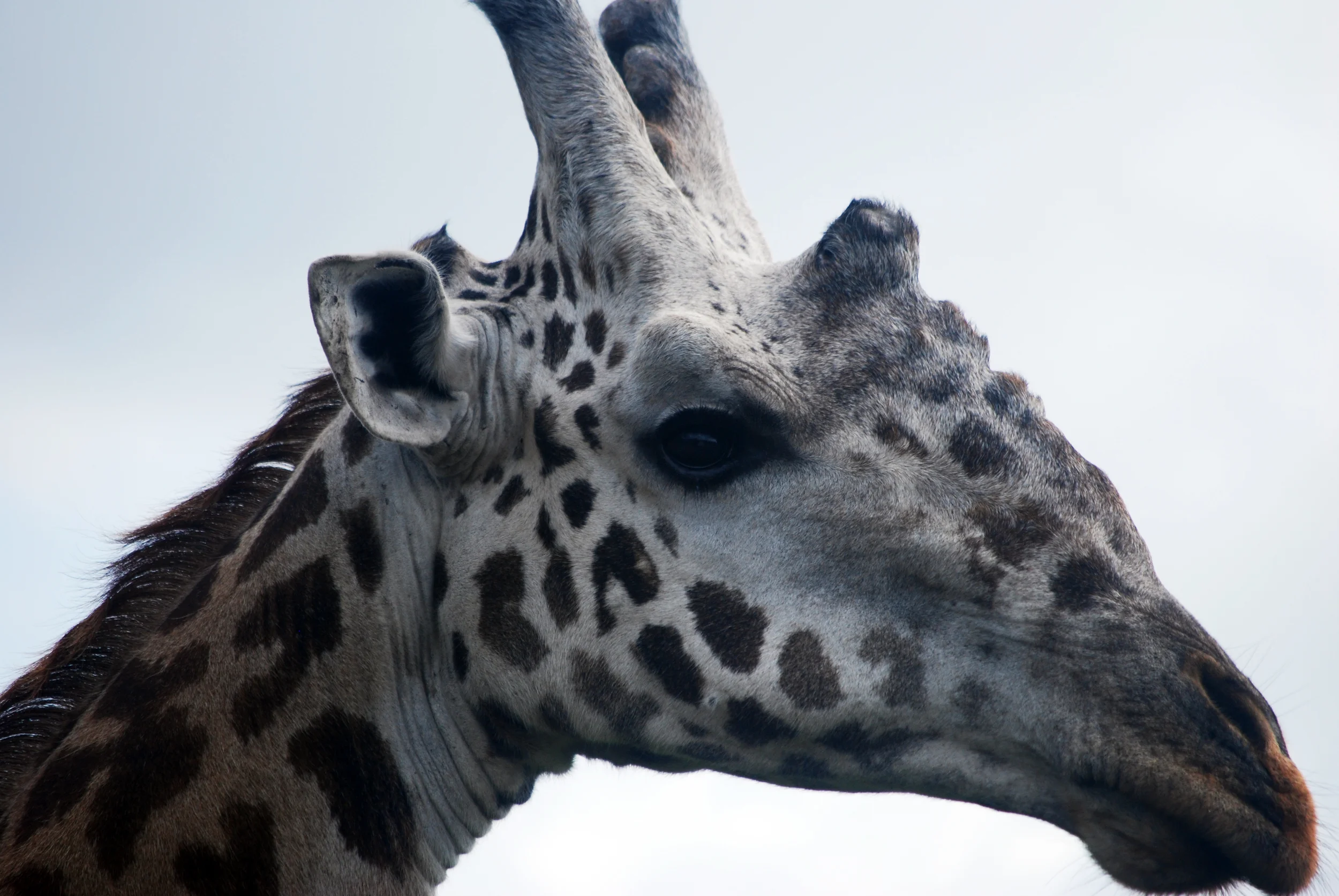 Portrait of giraffe. Nairobi National Park, Kenya, 2013.