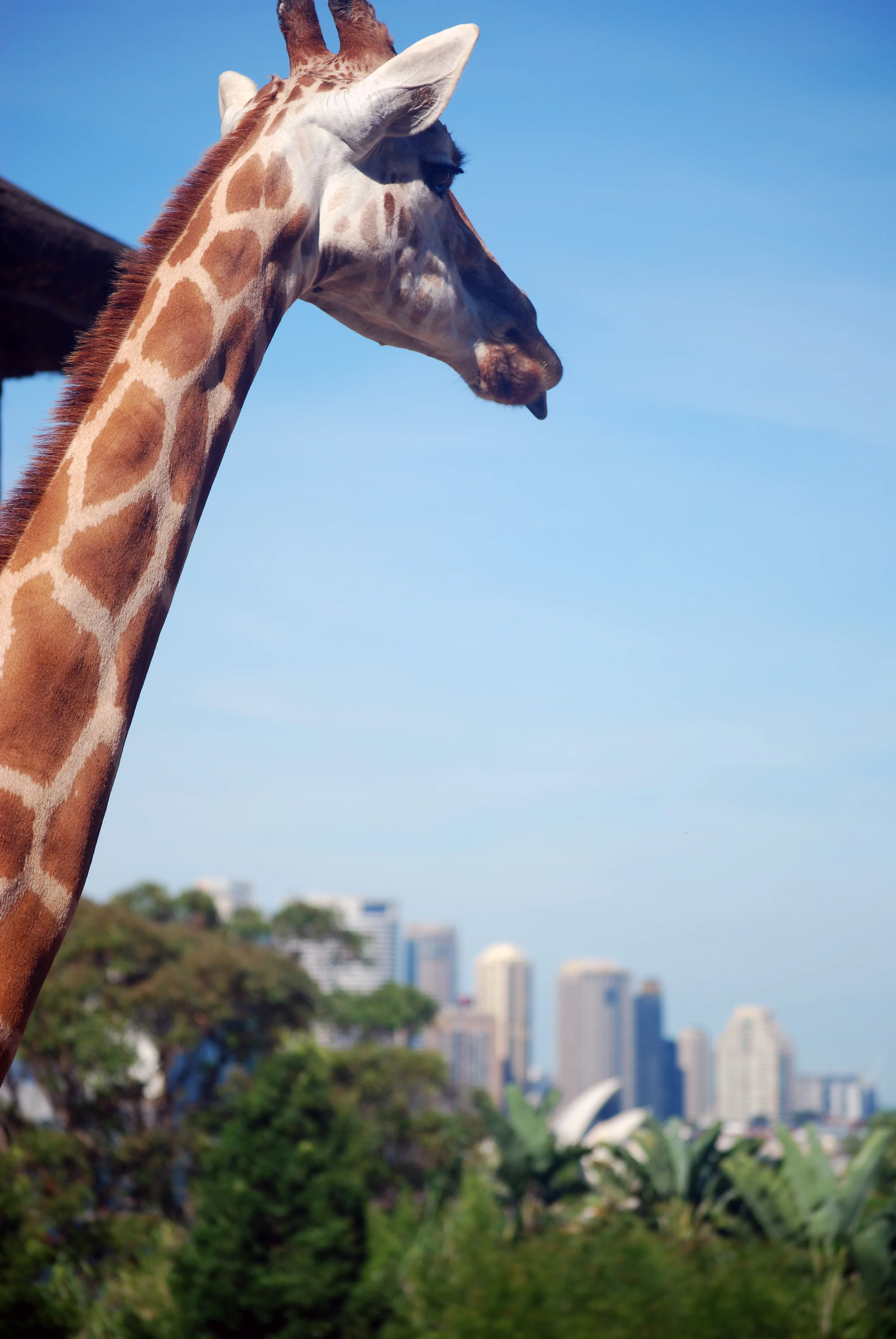 Giraffe mocking the Sydney skyline. Sydney, New South Wales, 2012.