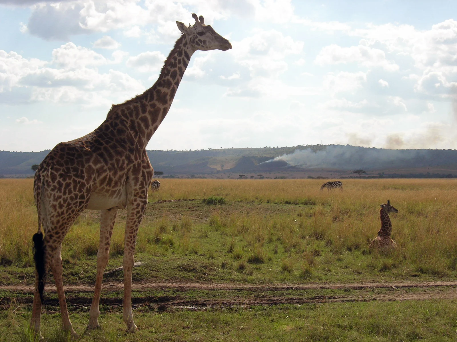 Giraffe with calf. Maasai Mara Game Reserve, Kenya, 2008.