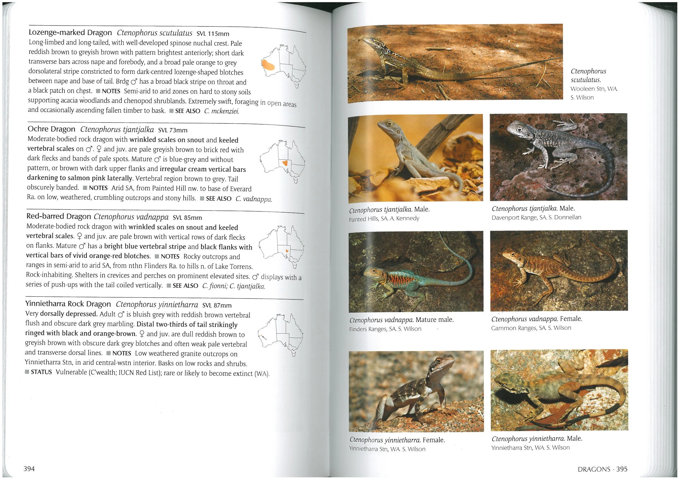 Angus's photo is the second one down on the left, of Ctenophorus tjantjalka.