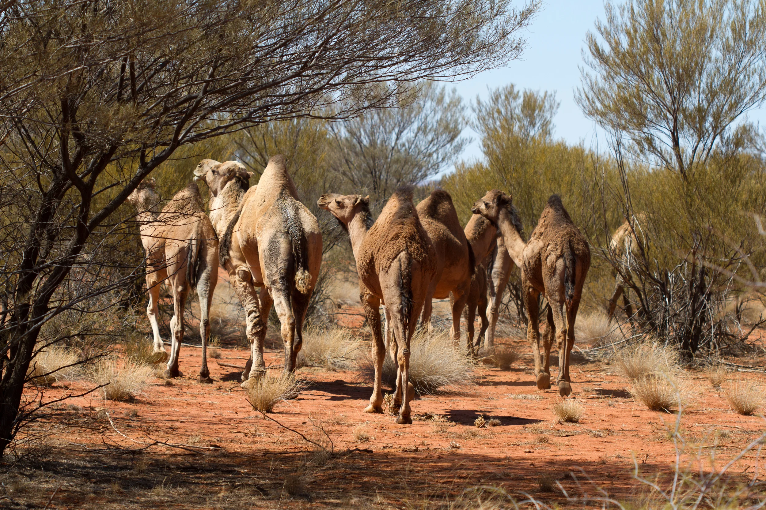 A herd of feral Australian camels. Mulga Park Station, Northern Territory, 2012. Photo by Angus Kennedy.