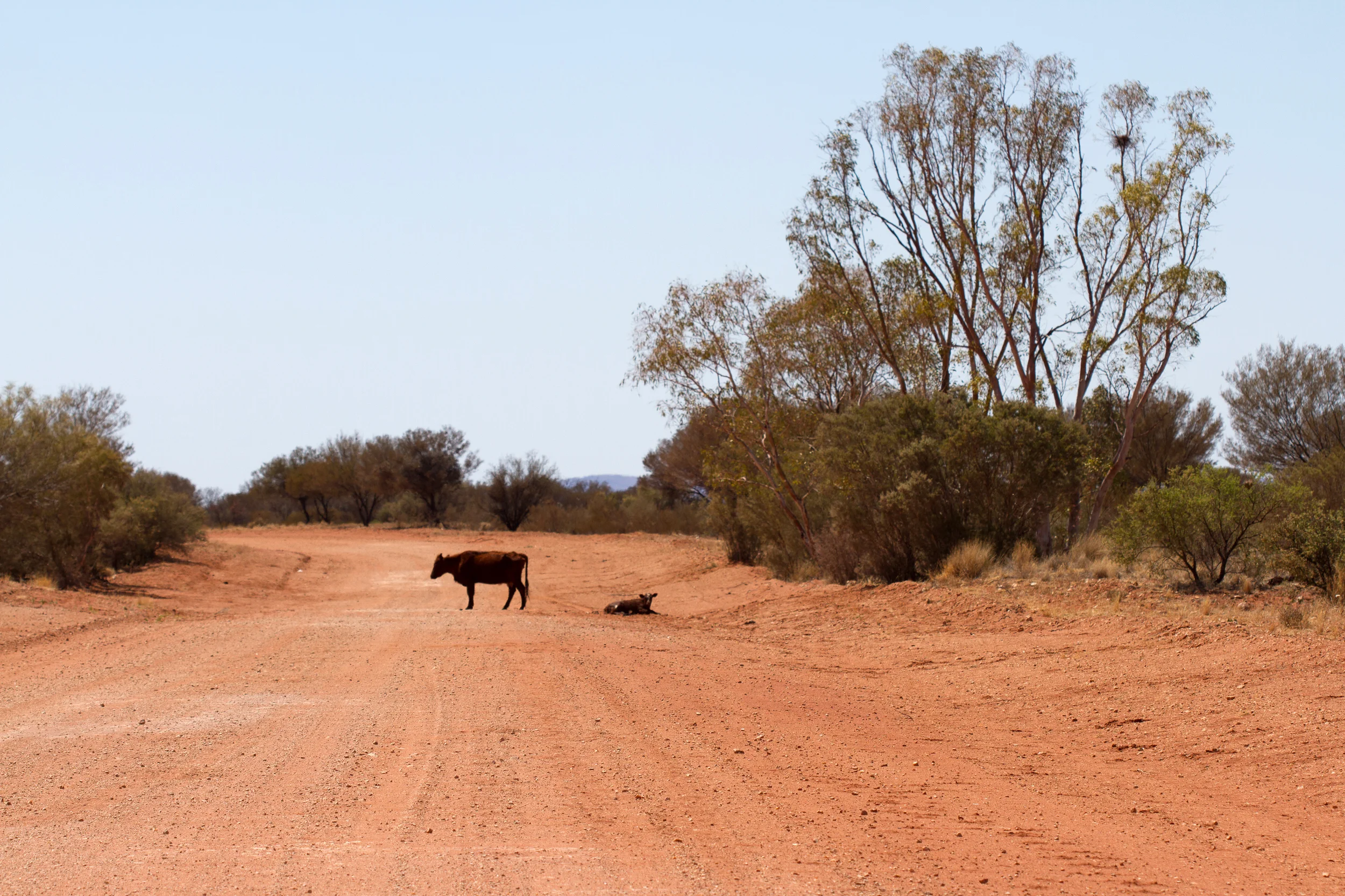 Cattle, the most abundant outback mammal. Mulga Park Station, Northern Territory, 2012. Photo by Angus Kennedy.