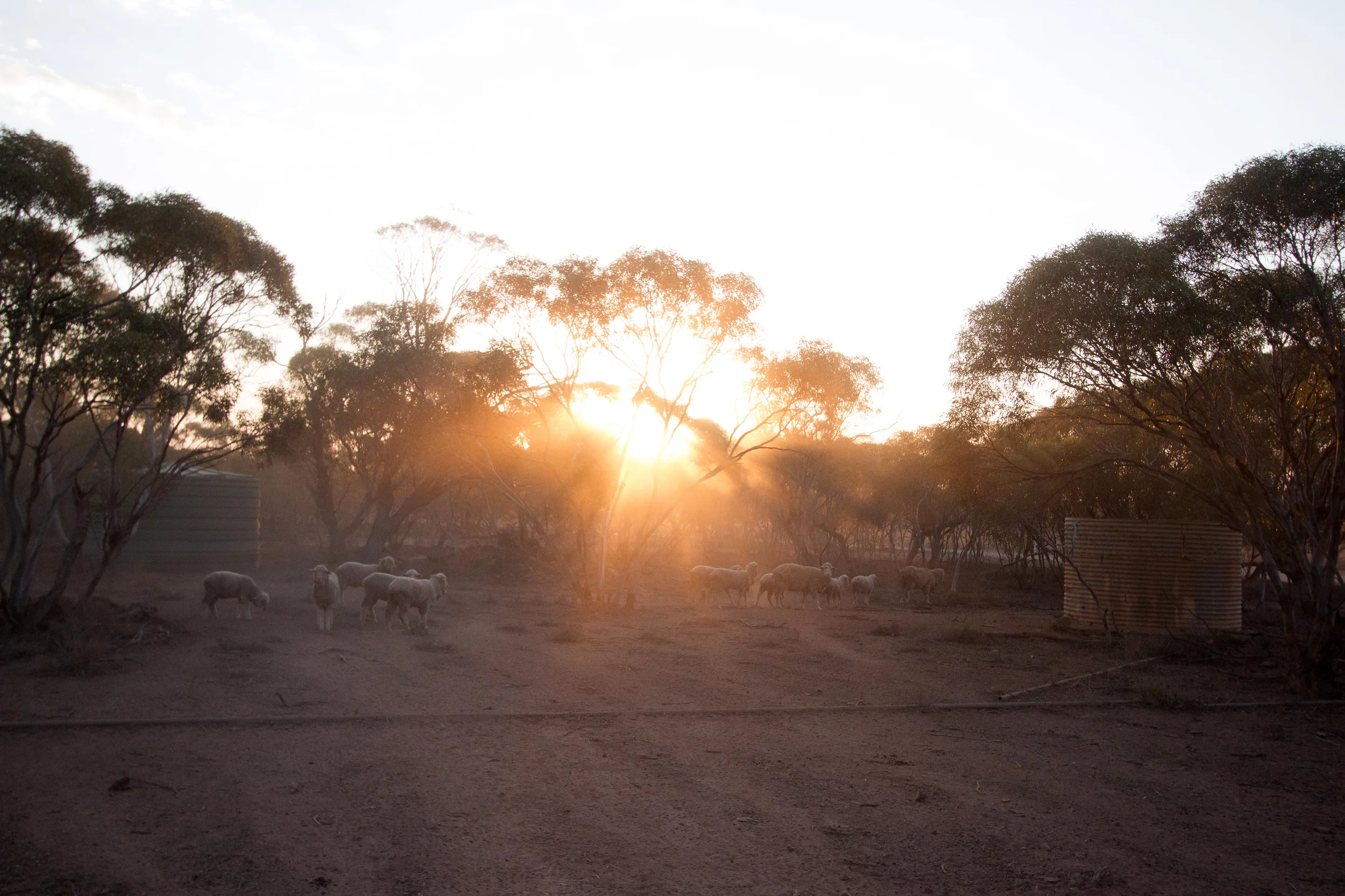 Sunrise through the sheep. Yardea Station, South Australia, 2012. Photo by Angus Kennedy.