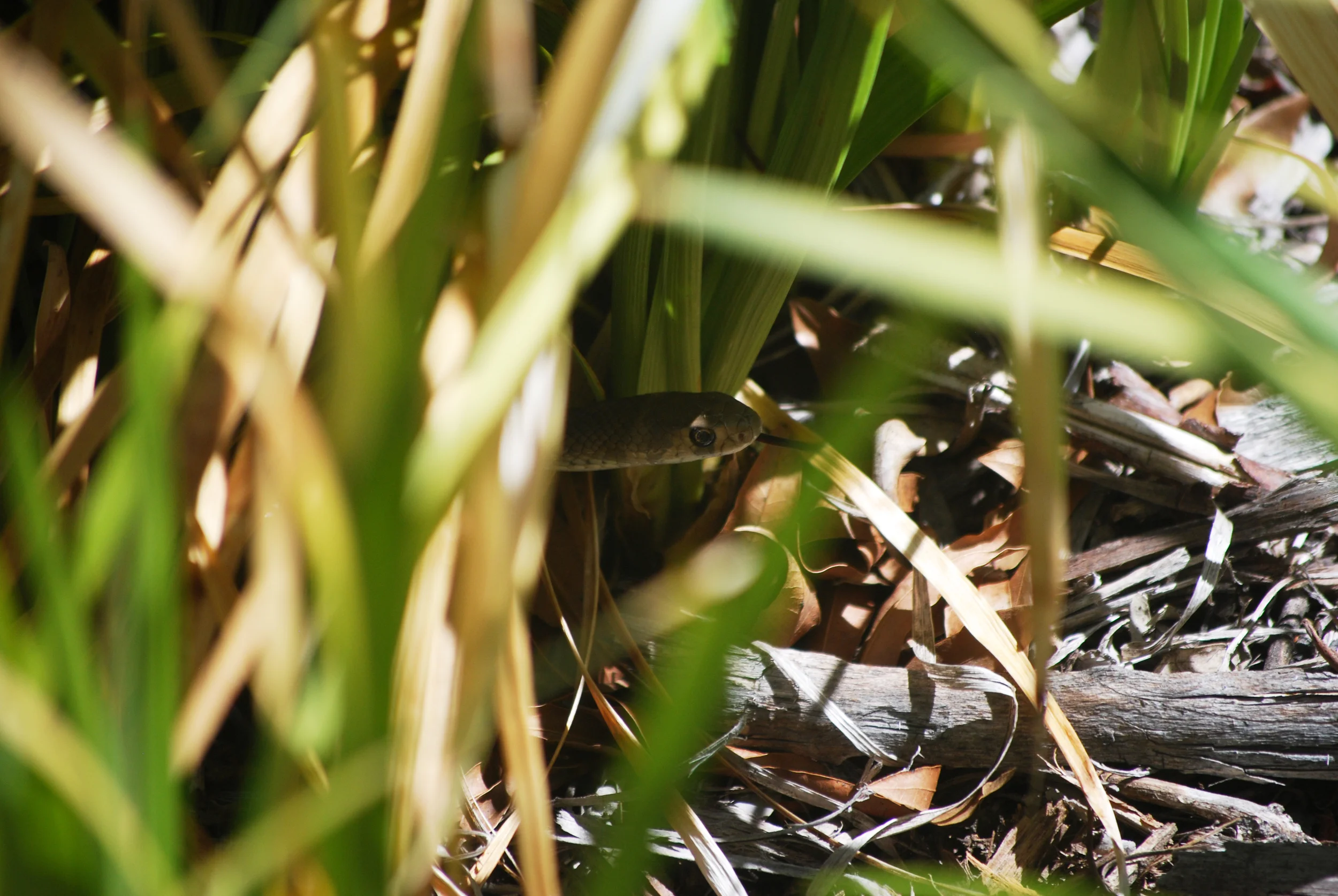 The young brown snake found temporary shelter in a bush near our building.