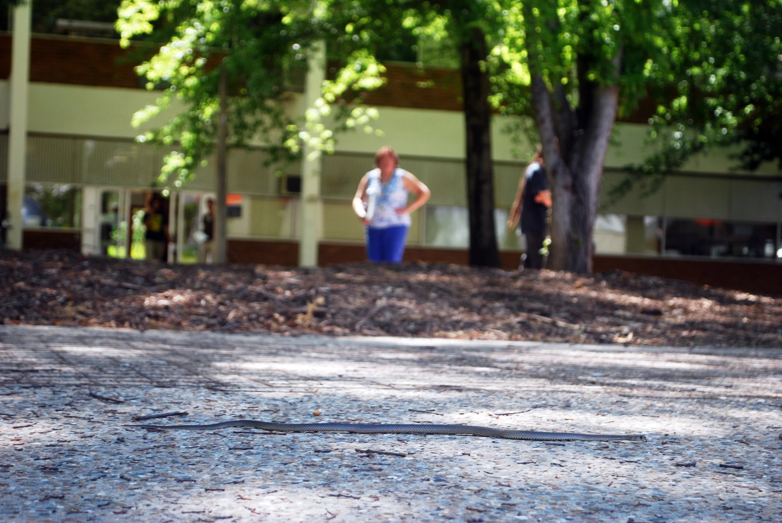 Our building's safety officer (in blue) evaluating the situation. In the background is the Banks Building, where I and about half the Department of Evolution, Ecology & Genetics have our offices.