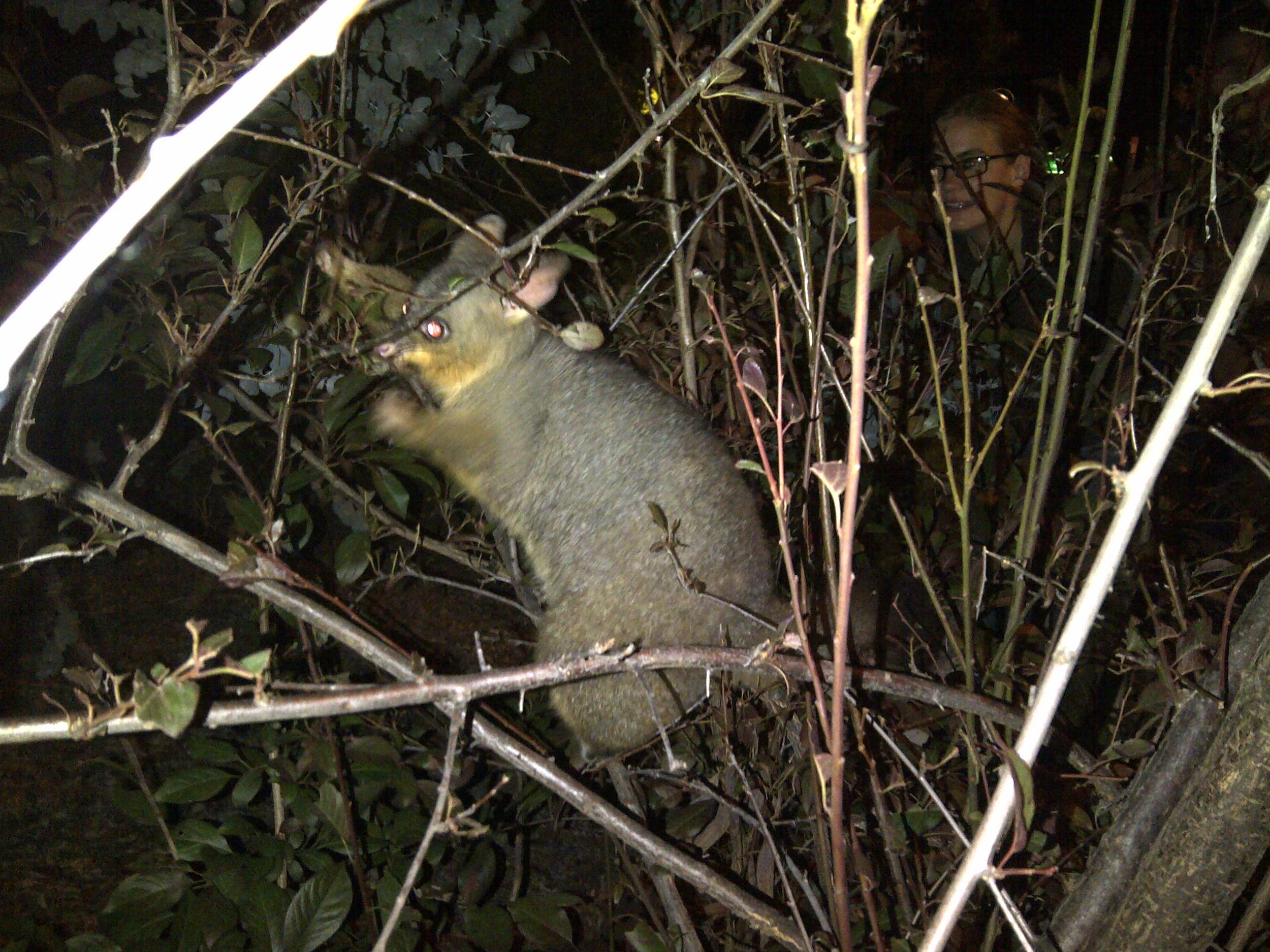 A member of the brushtail family feeding around my house. A visiting researcher who had spent four months in Australia without seeing a brushy can be seen in the background, fulfilling her dream on her last night in Canberra.