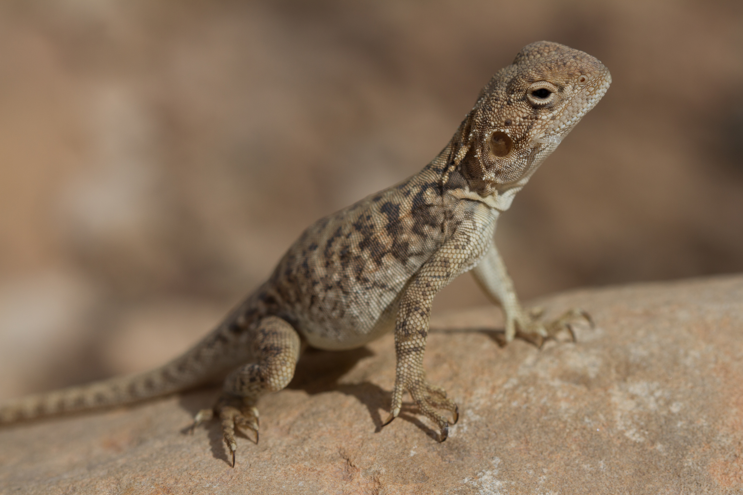 Female Red-backed Dragon ( Ctenophorus vadnappa ). Arkaroola Station, South Australia, 2011. Photo by Angus Kennedy .