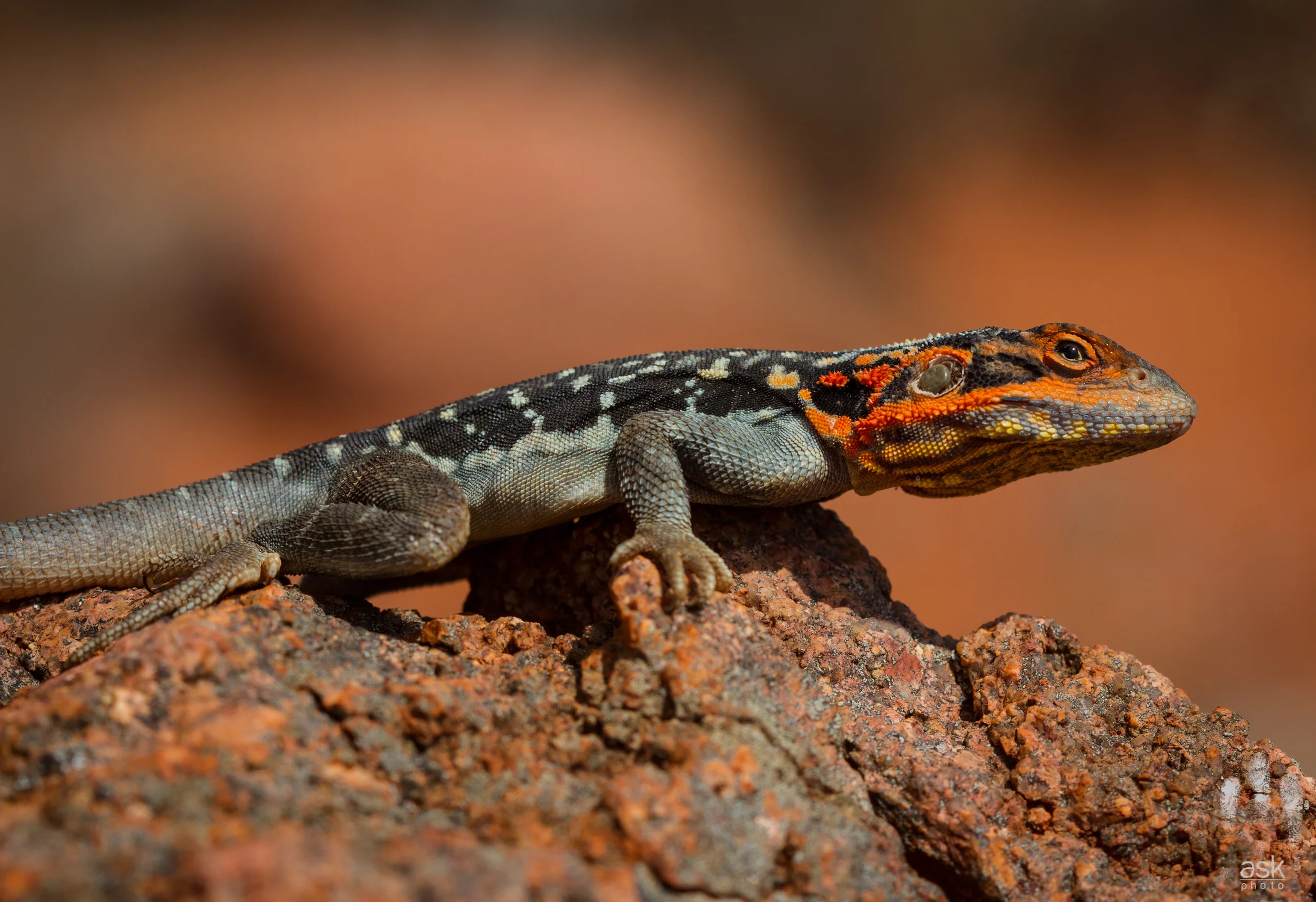 Male Peninsula Dragon ( Ctenophorus fionni ). Kokatha Station, South Australia, 2012. Photo by Angus Kennedy .