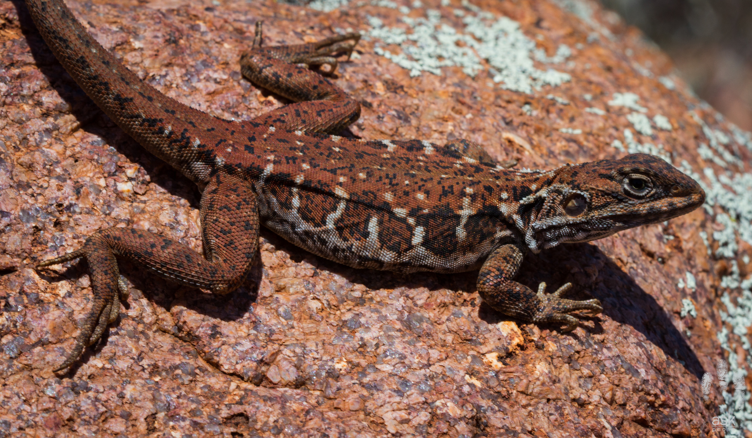 Female Peninsula Dragon ( Ctenophorus fionni ). Kokatha Station, South Australia, 2012. Photo by Angus Kennedy .